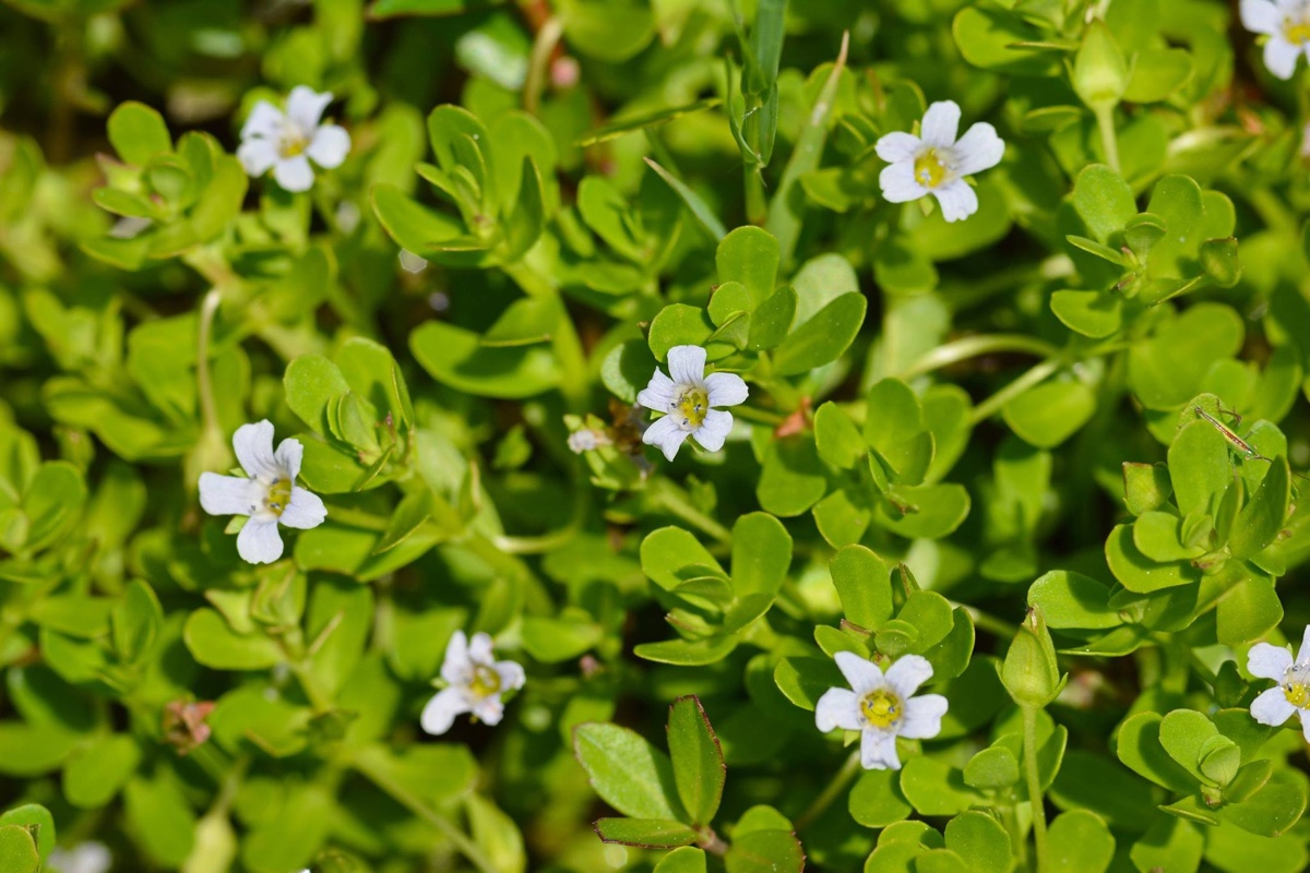 ba-bacopa-monnieri-biohacking.jpg