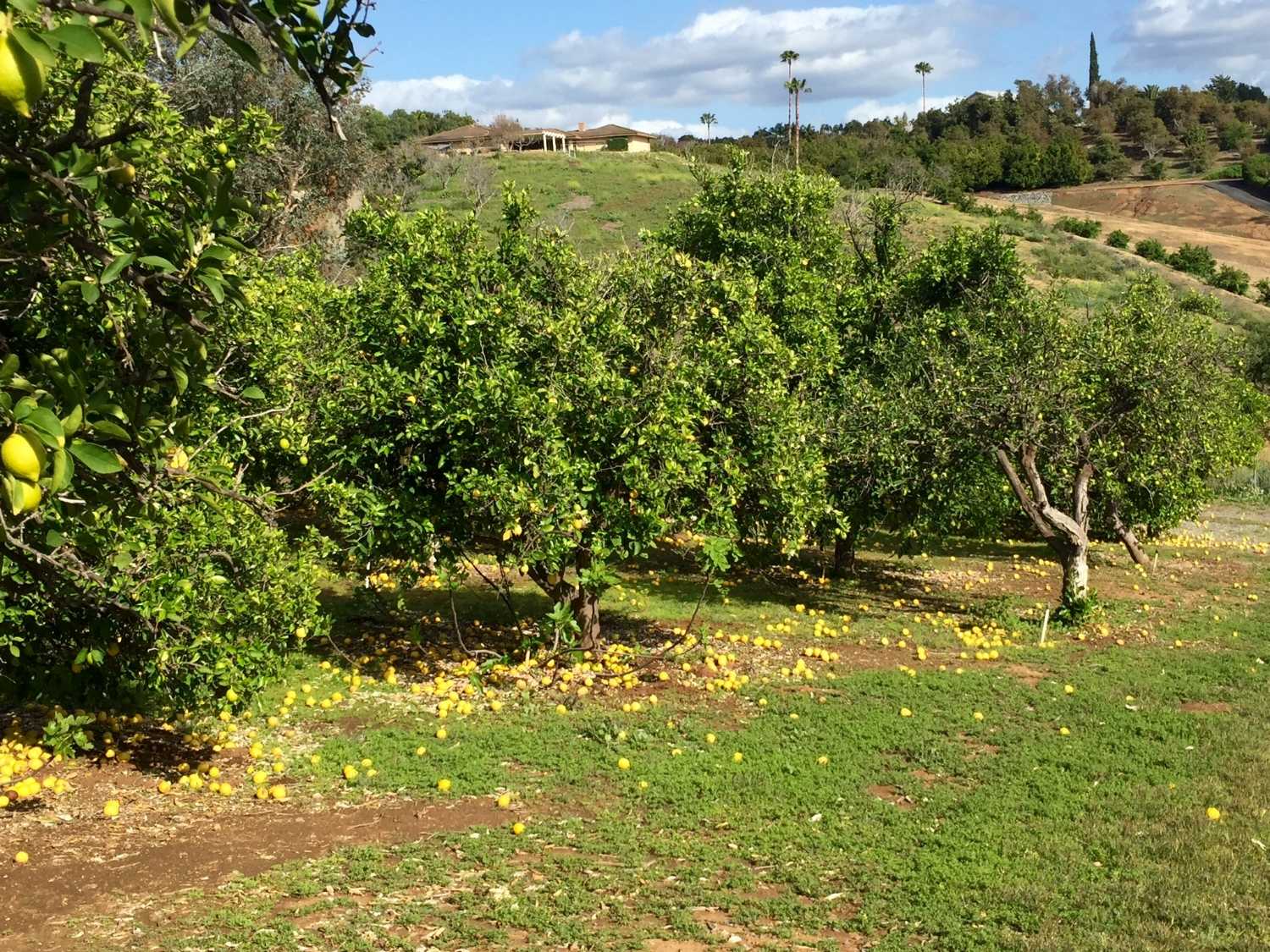 Raining limes in the grove