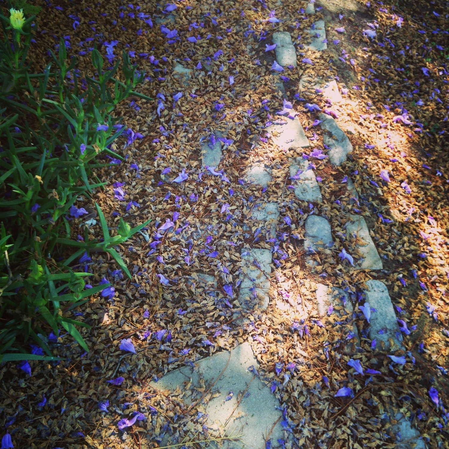 Jacaranda path to grotto