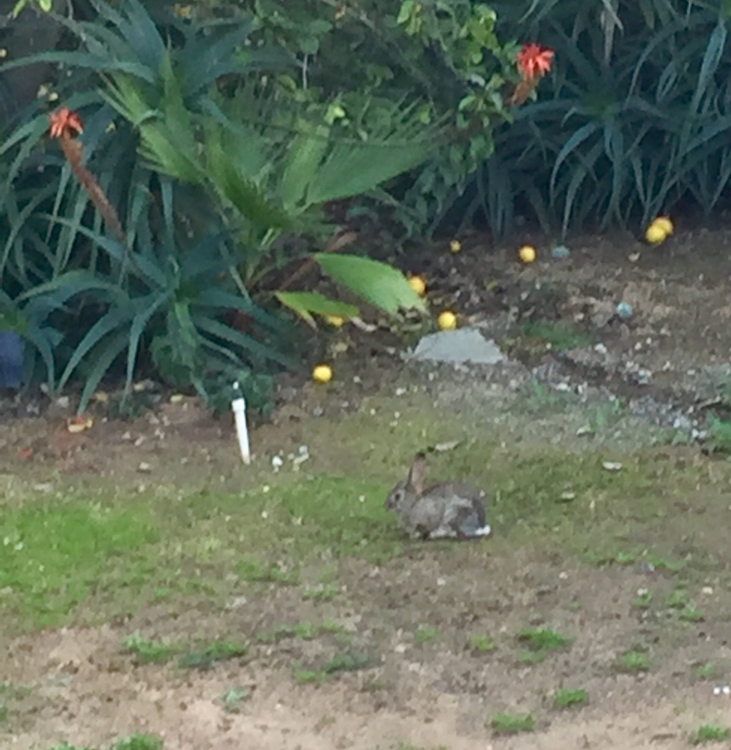 Another rabbit.