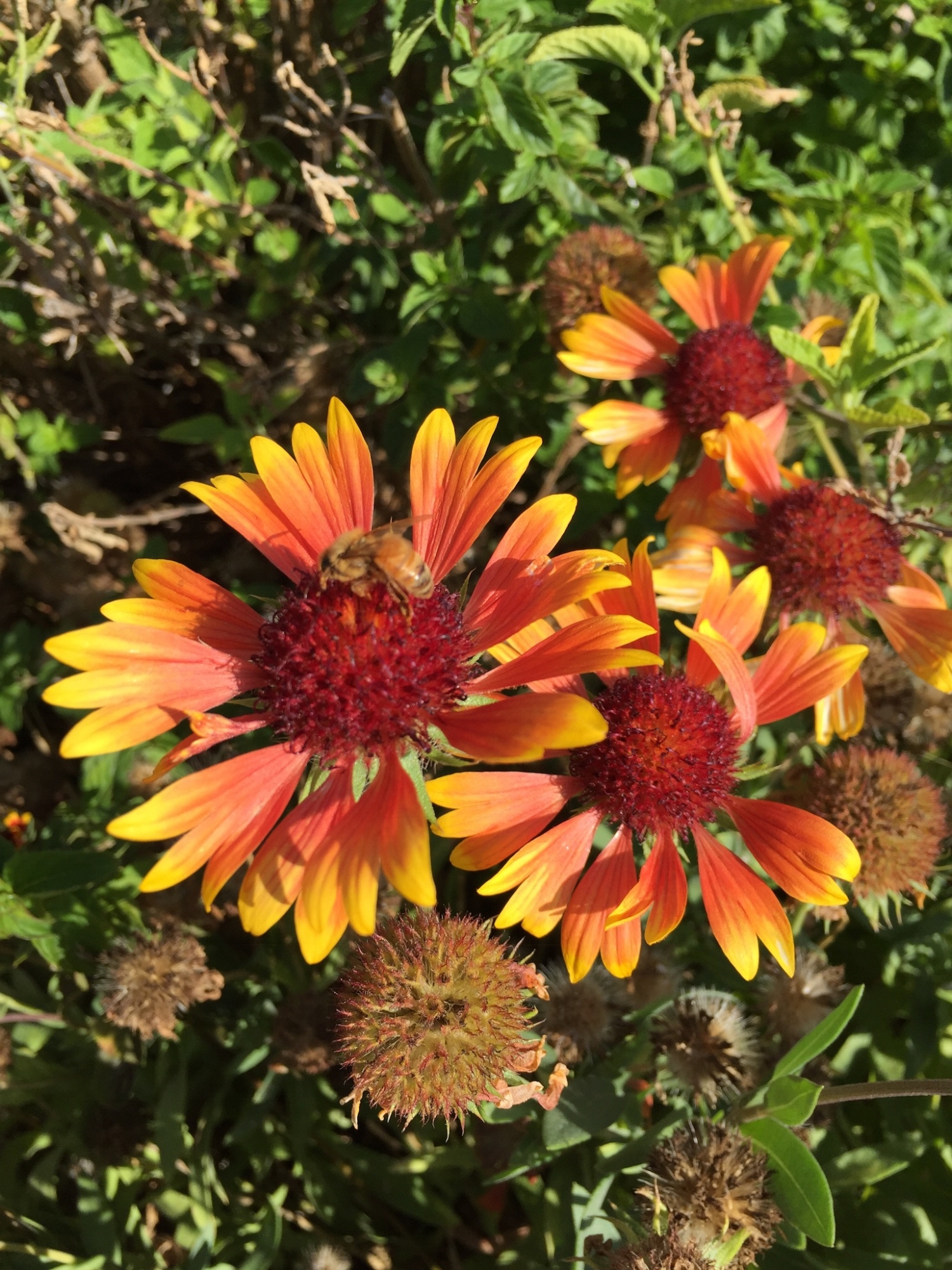 Flora