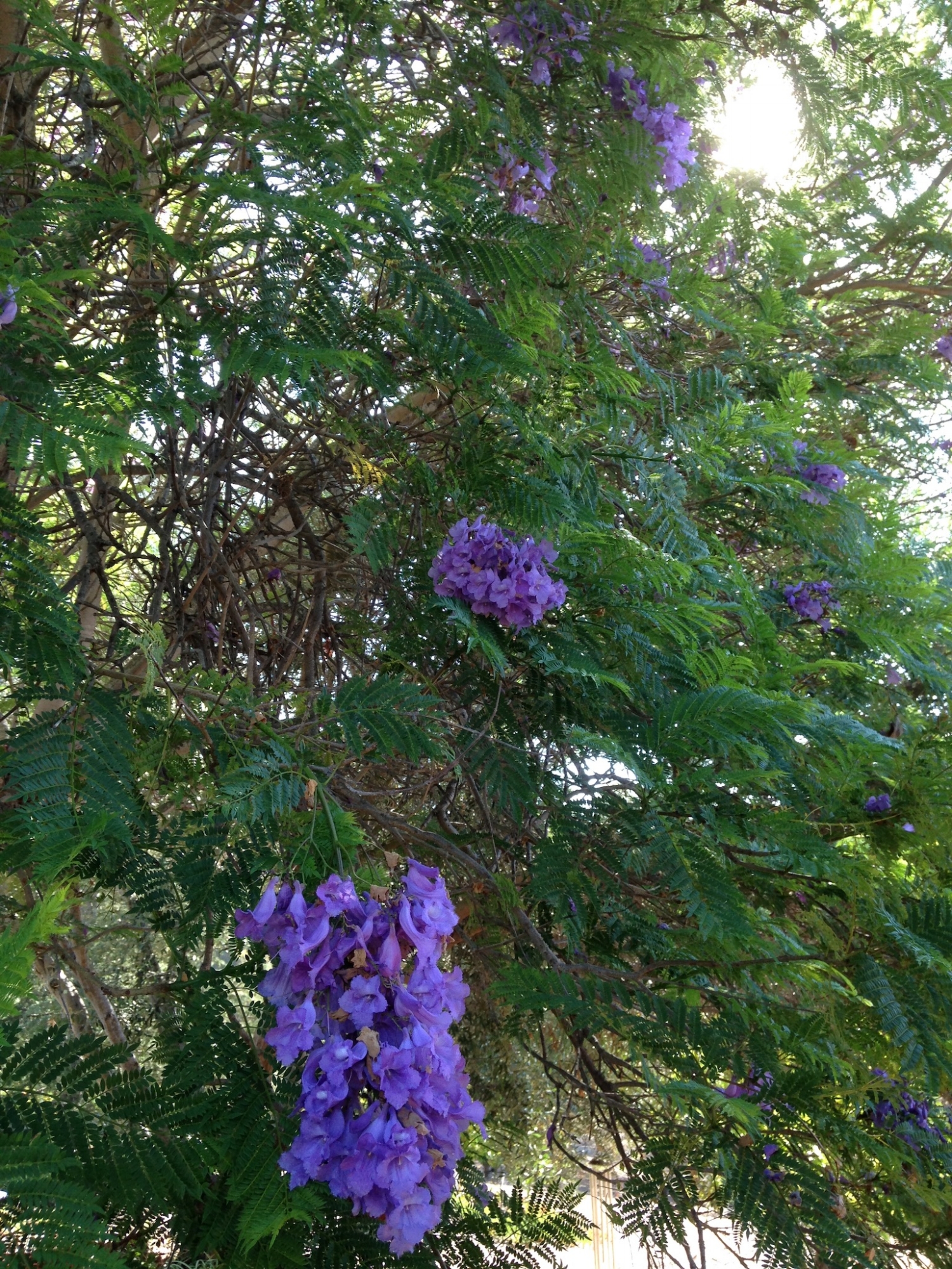 More purple flowers.