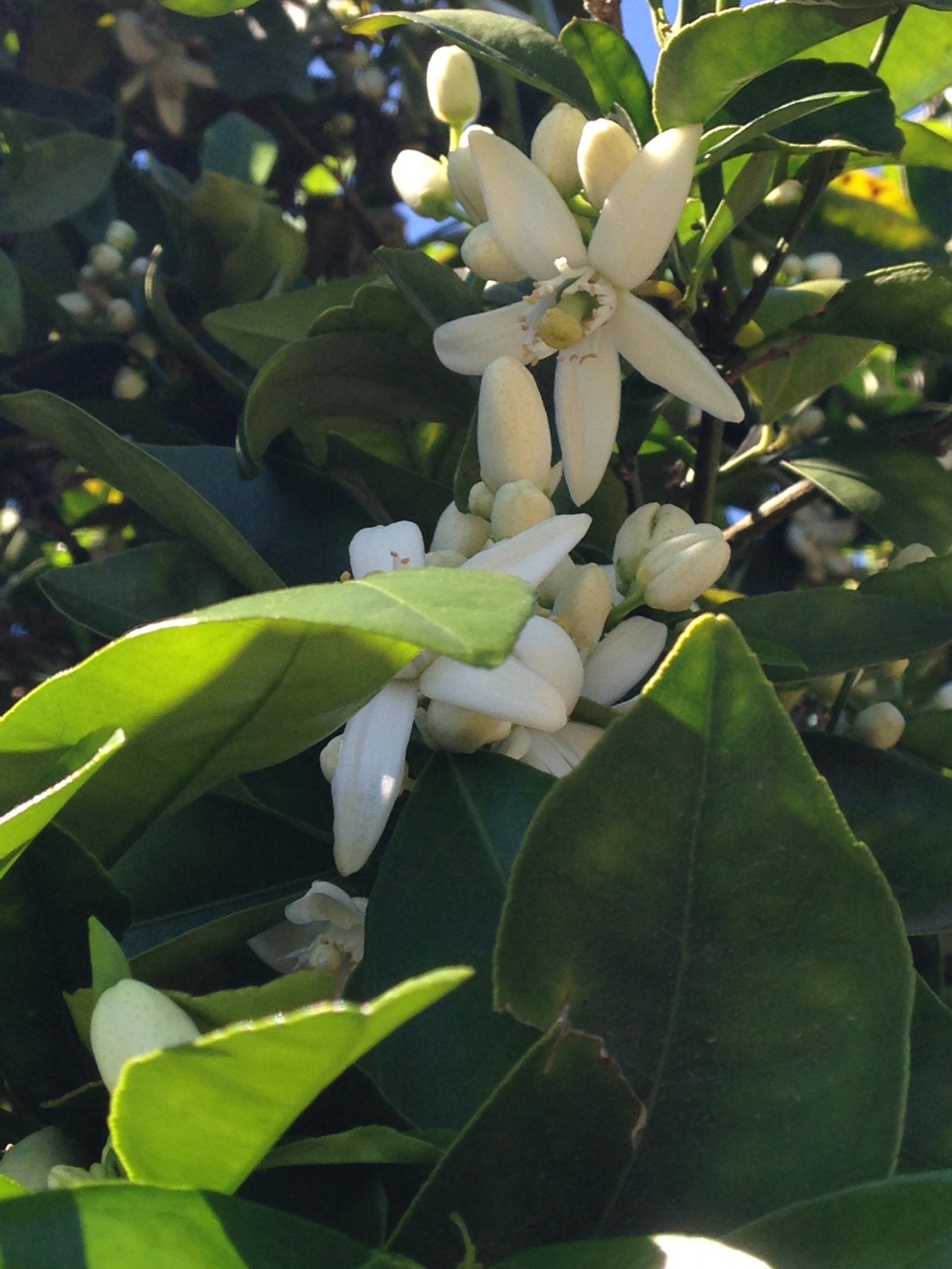 The smell of orange blossoms in March is amazing