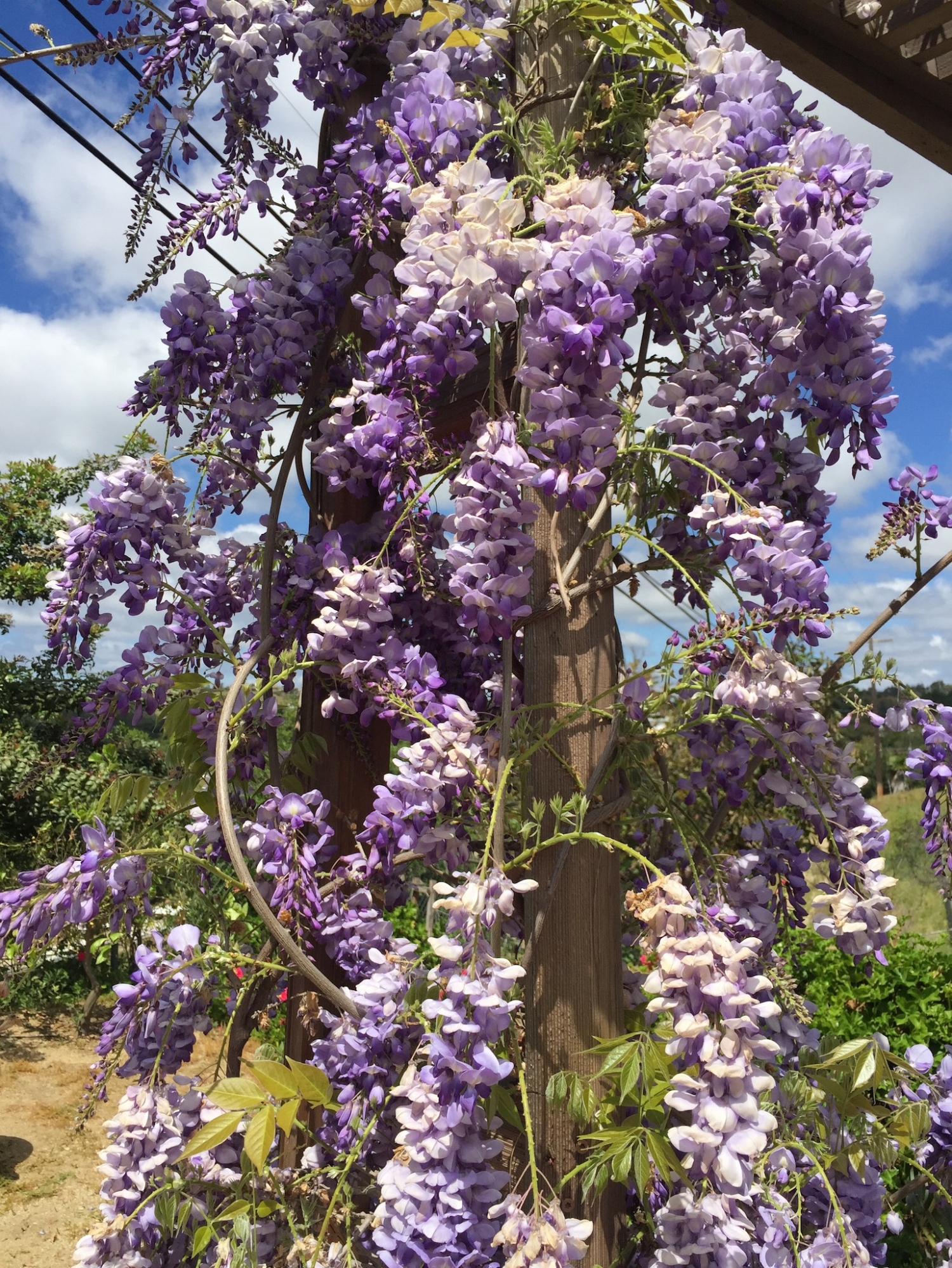 Wysteria way