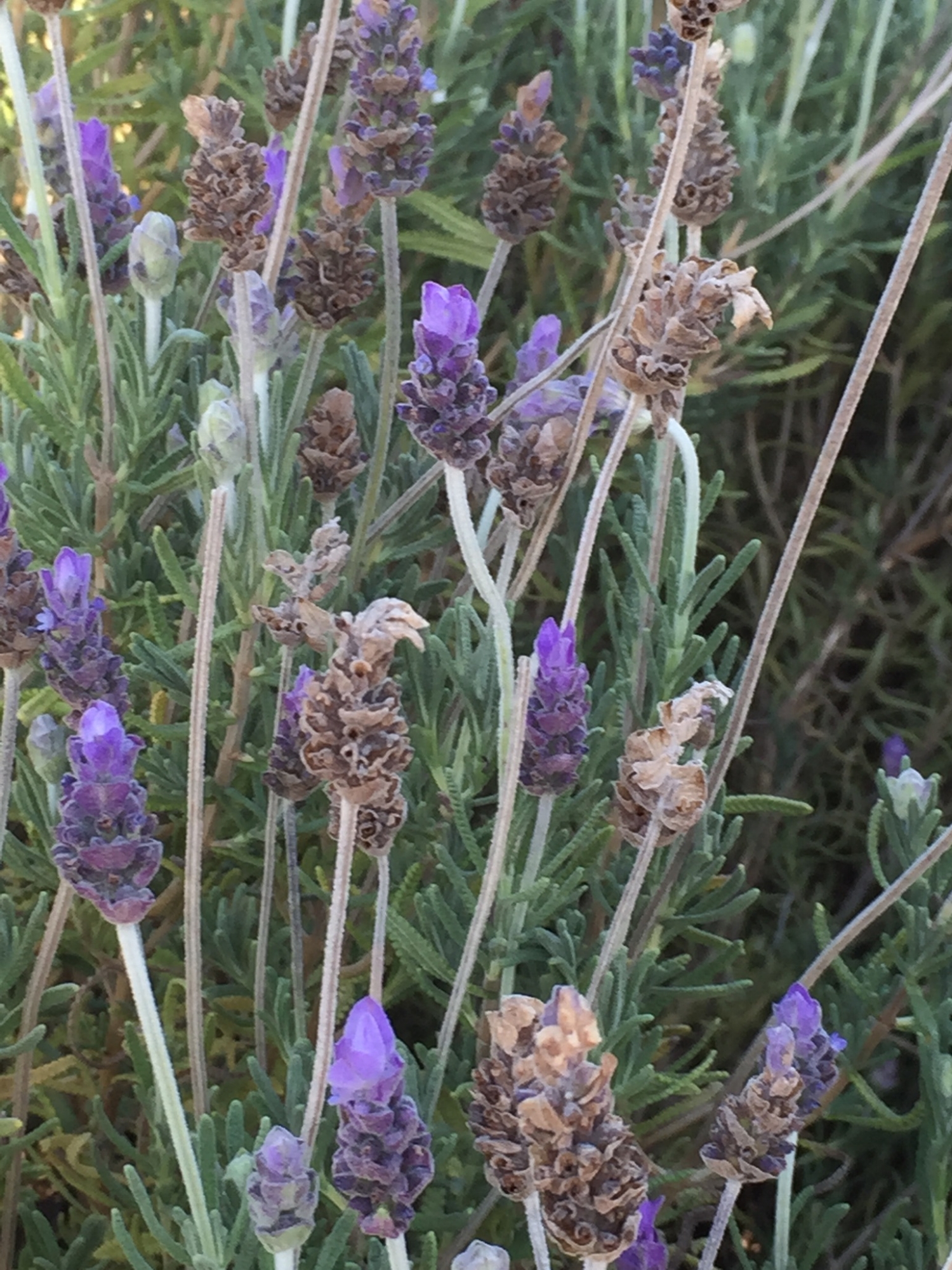 The bees love the lavendar.