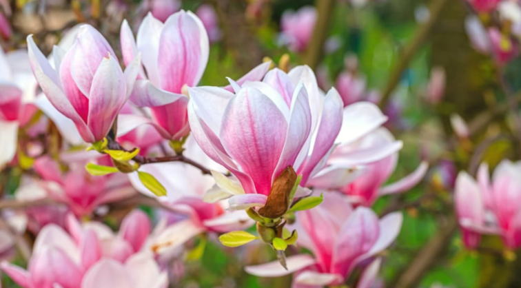Spring Has Arrived in Frederick: Time for a Hair Refresh