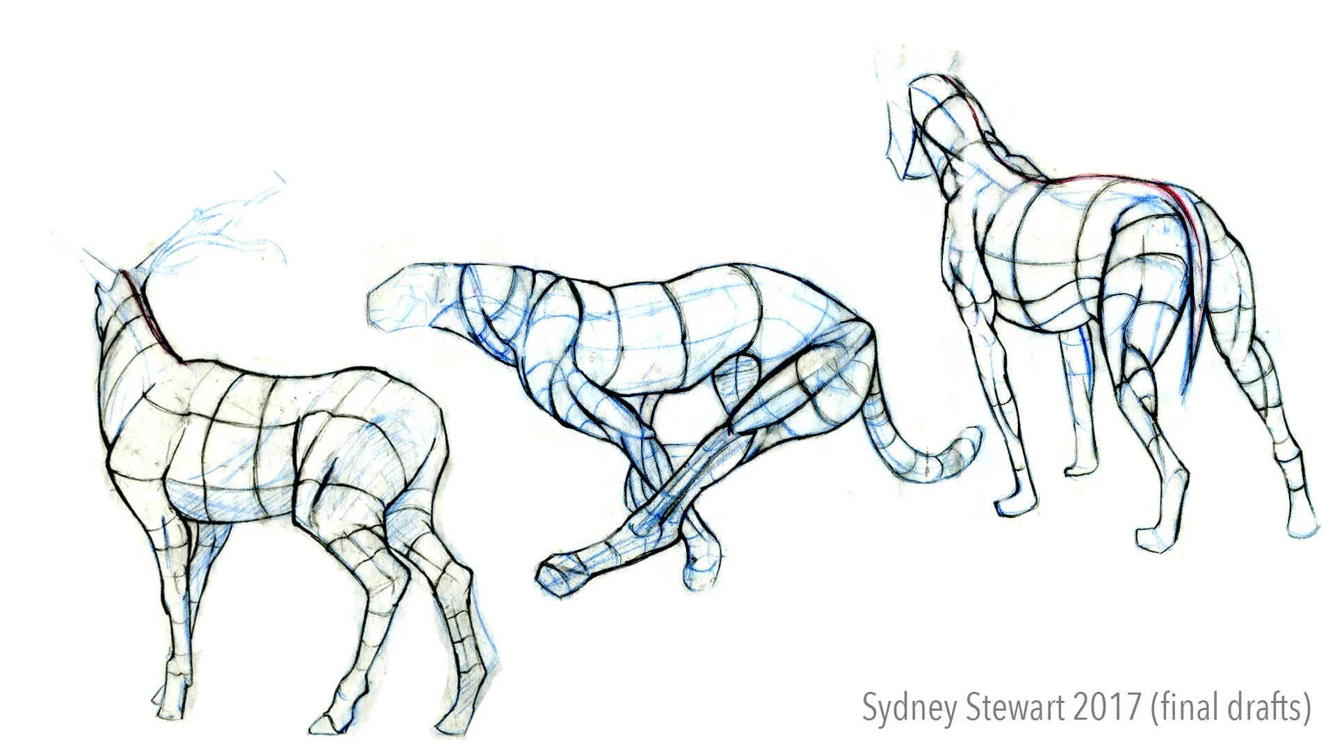 16. SydneyStewart_contourfinaldrafts2.jpg