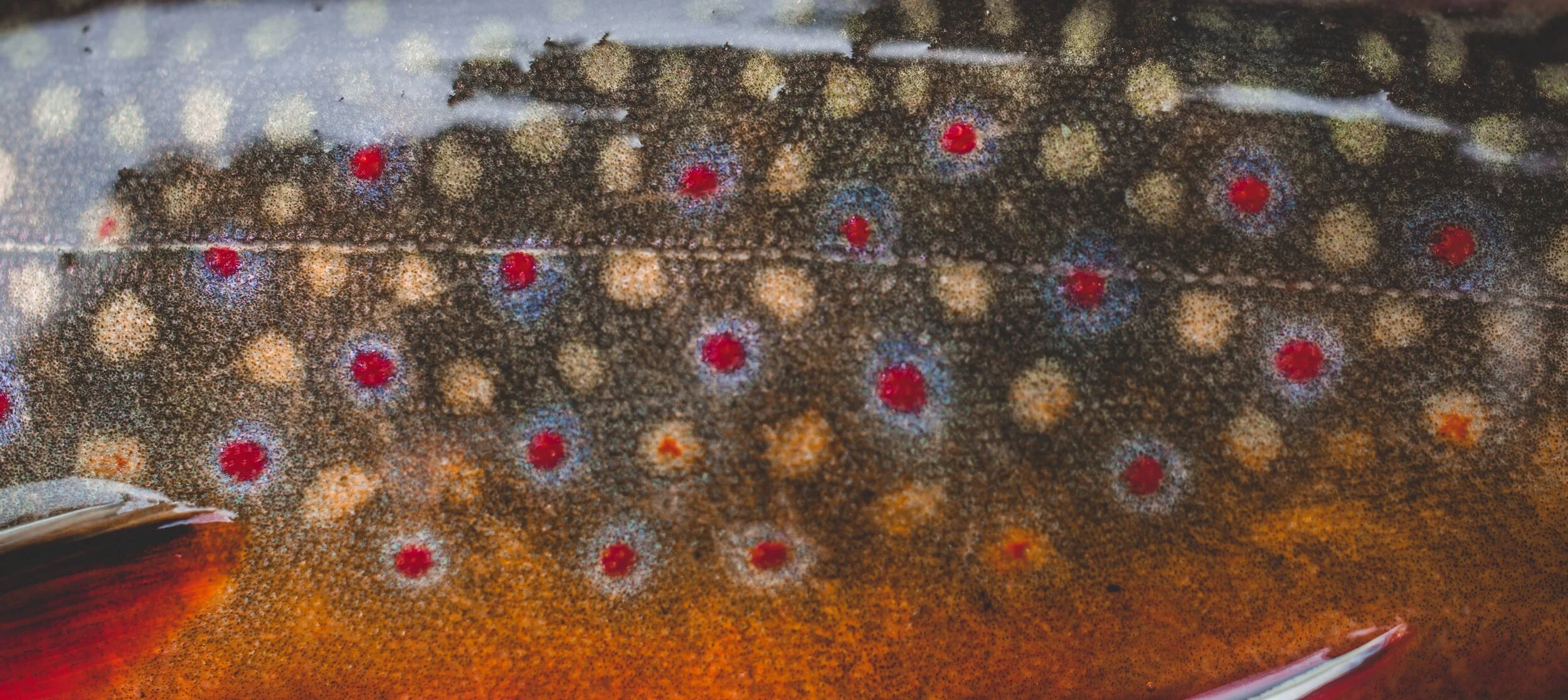 brookie print resize.jpg