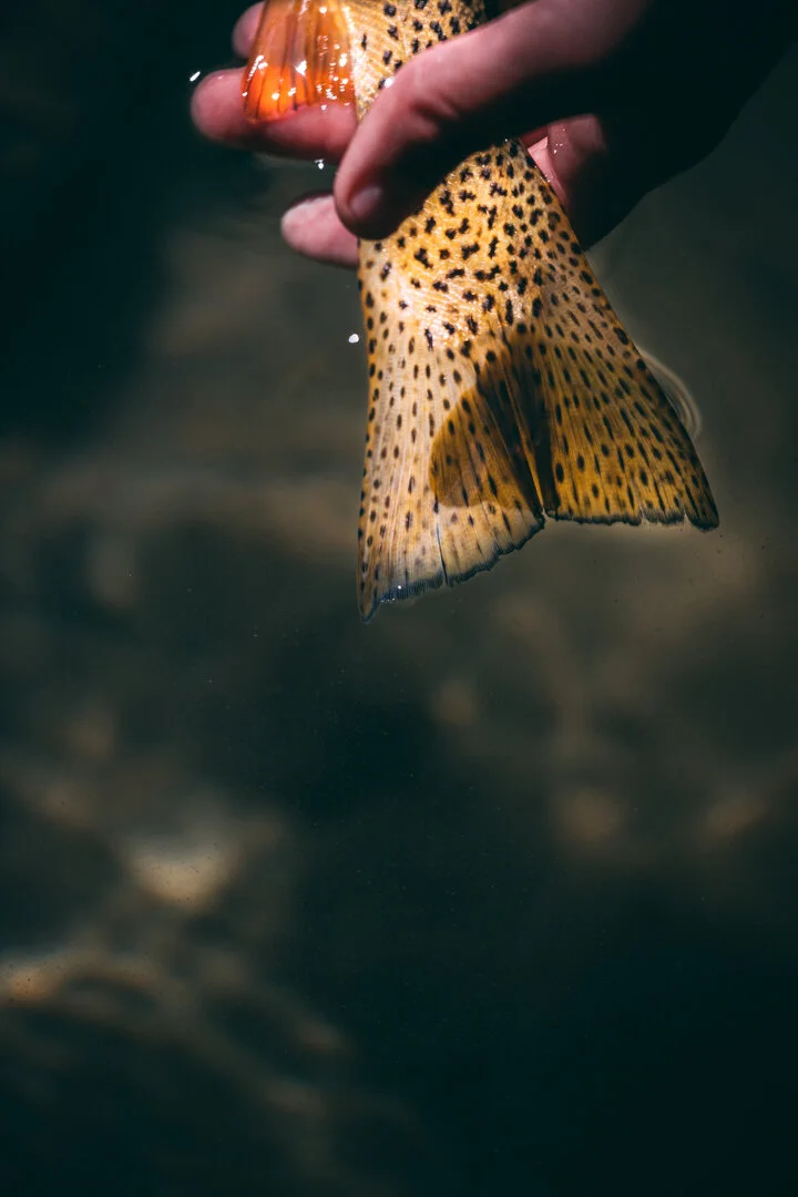 brown tail baker lake_.jpg