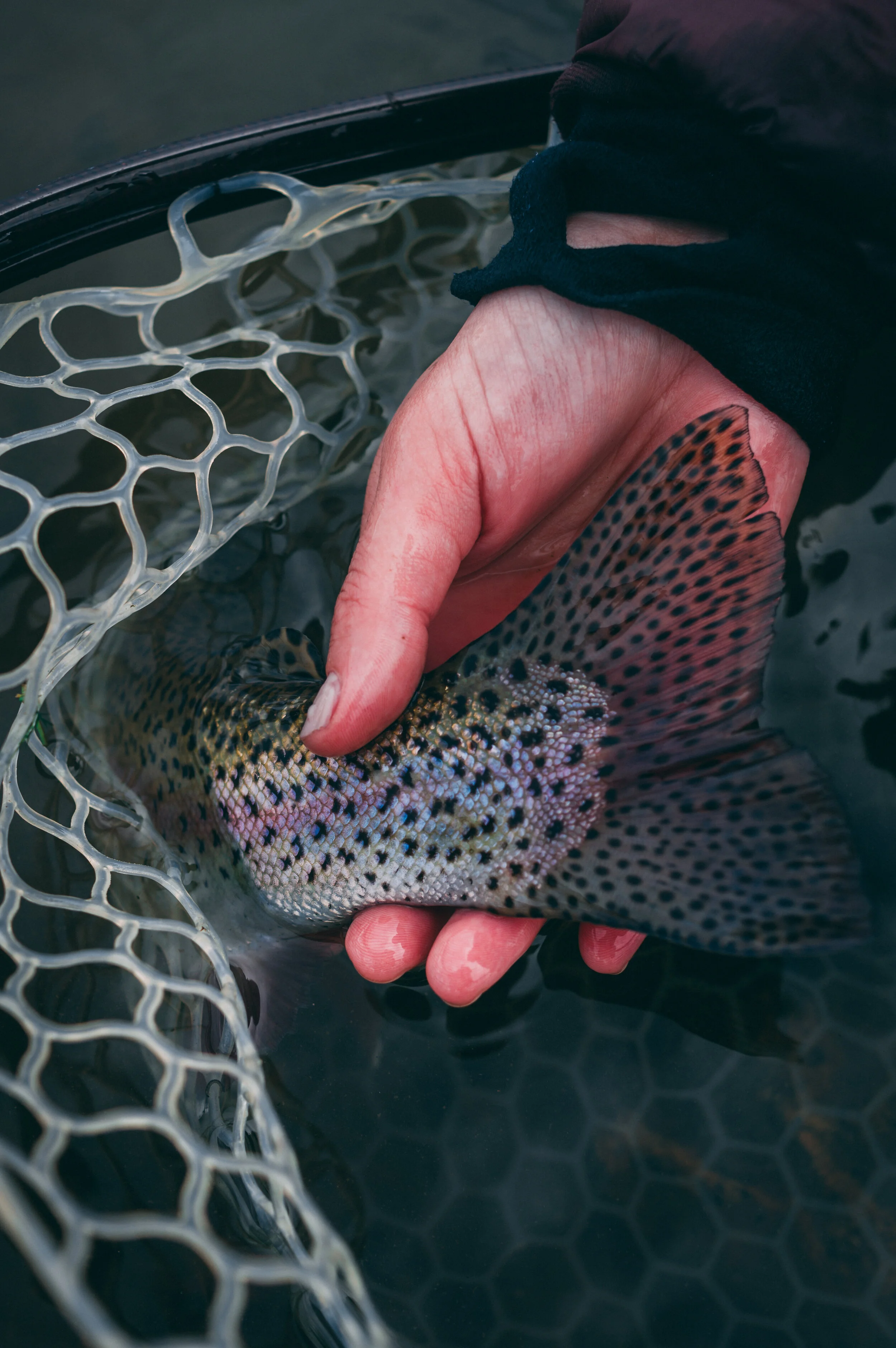Jean holding nice bow by tail_.jpg