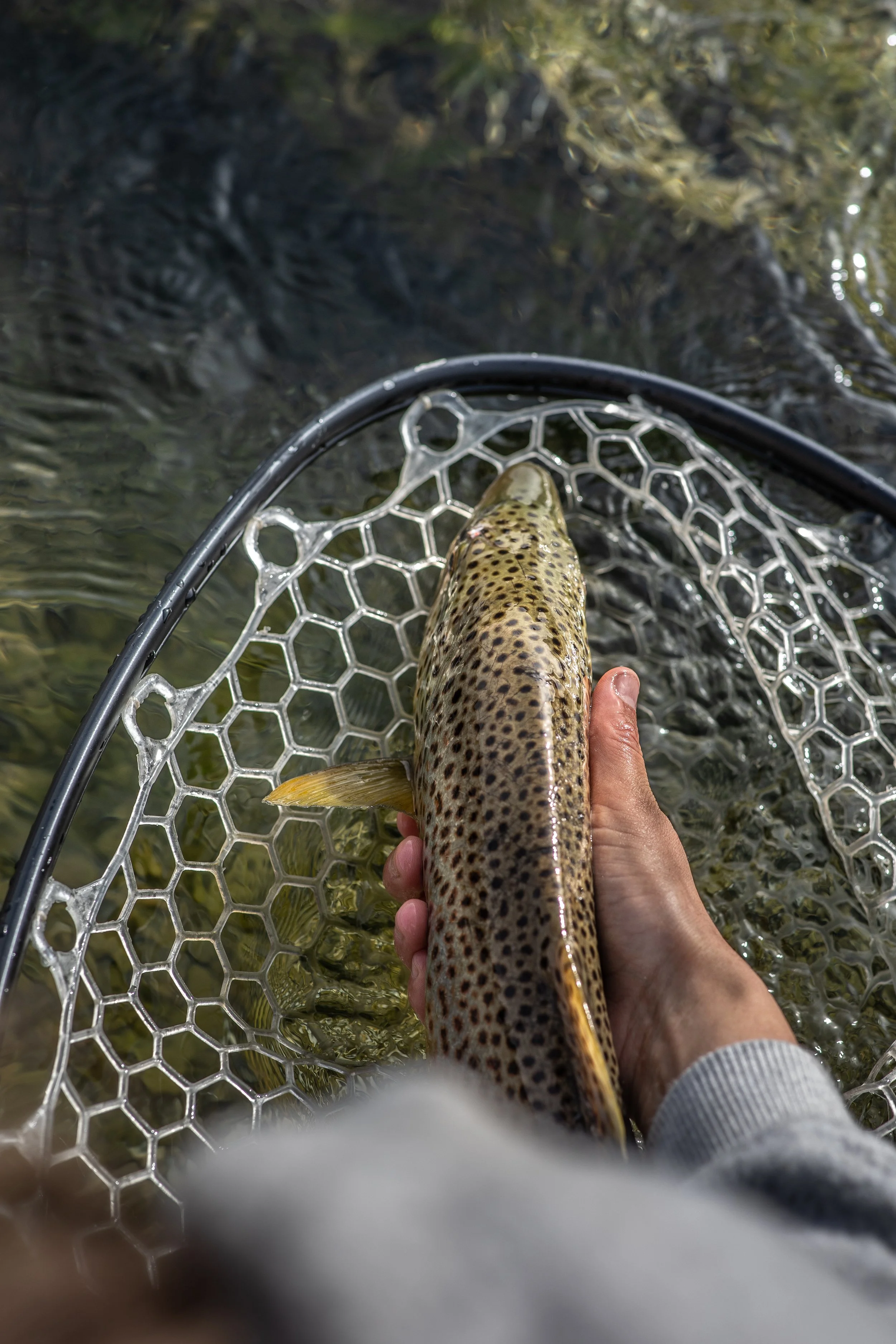 Brown Great Colors 6.jpg