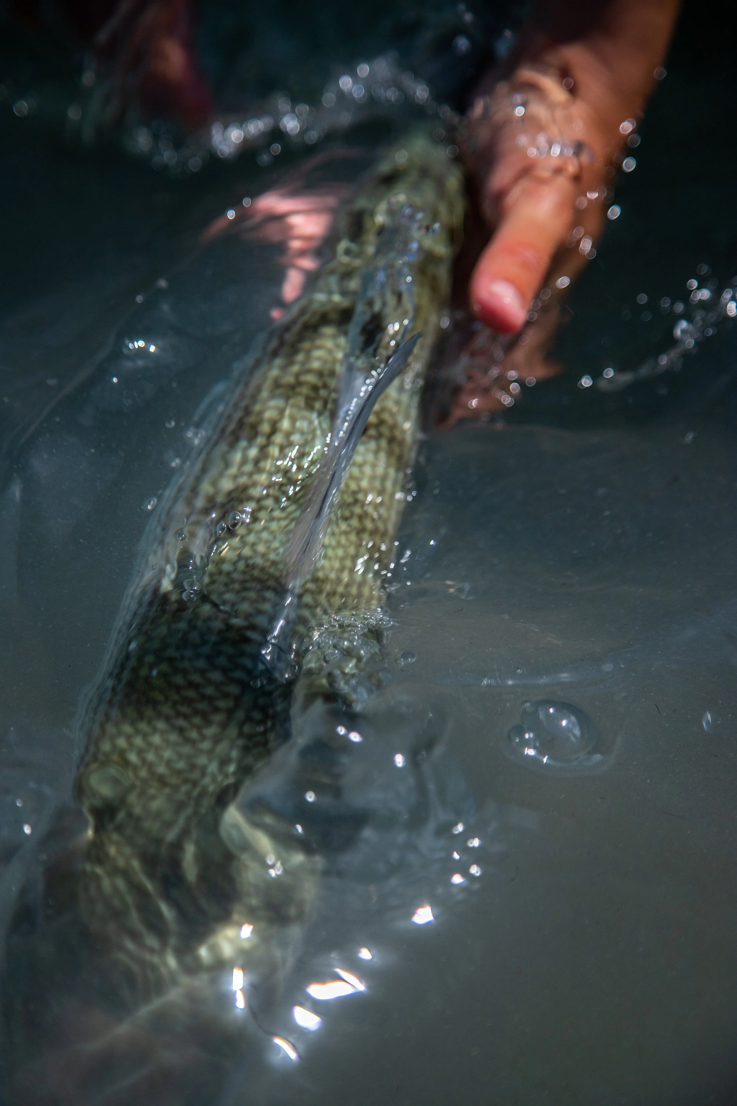 bonefish 2.jpg