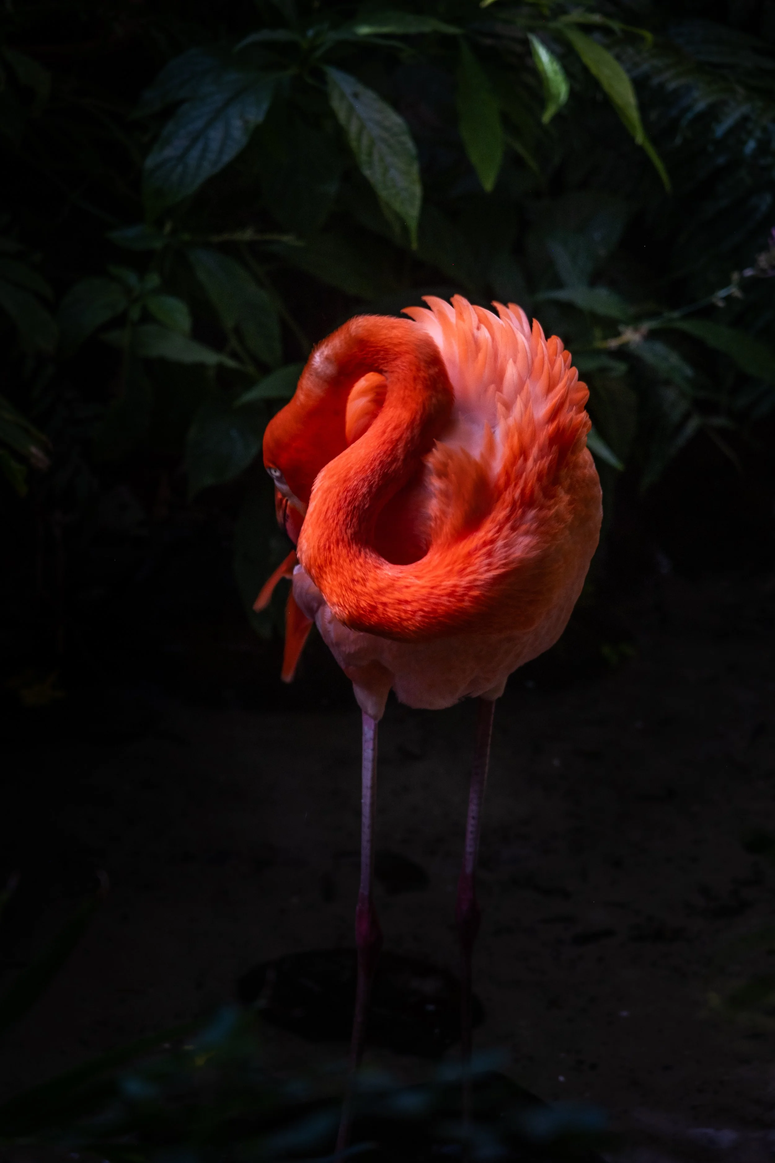Flamingo 2.jpg