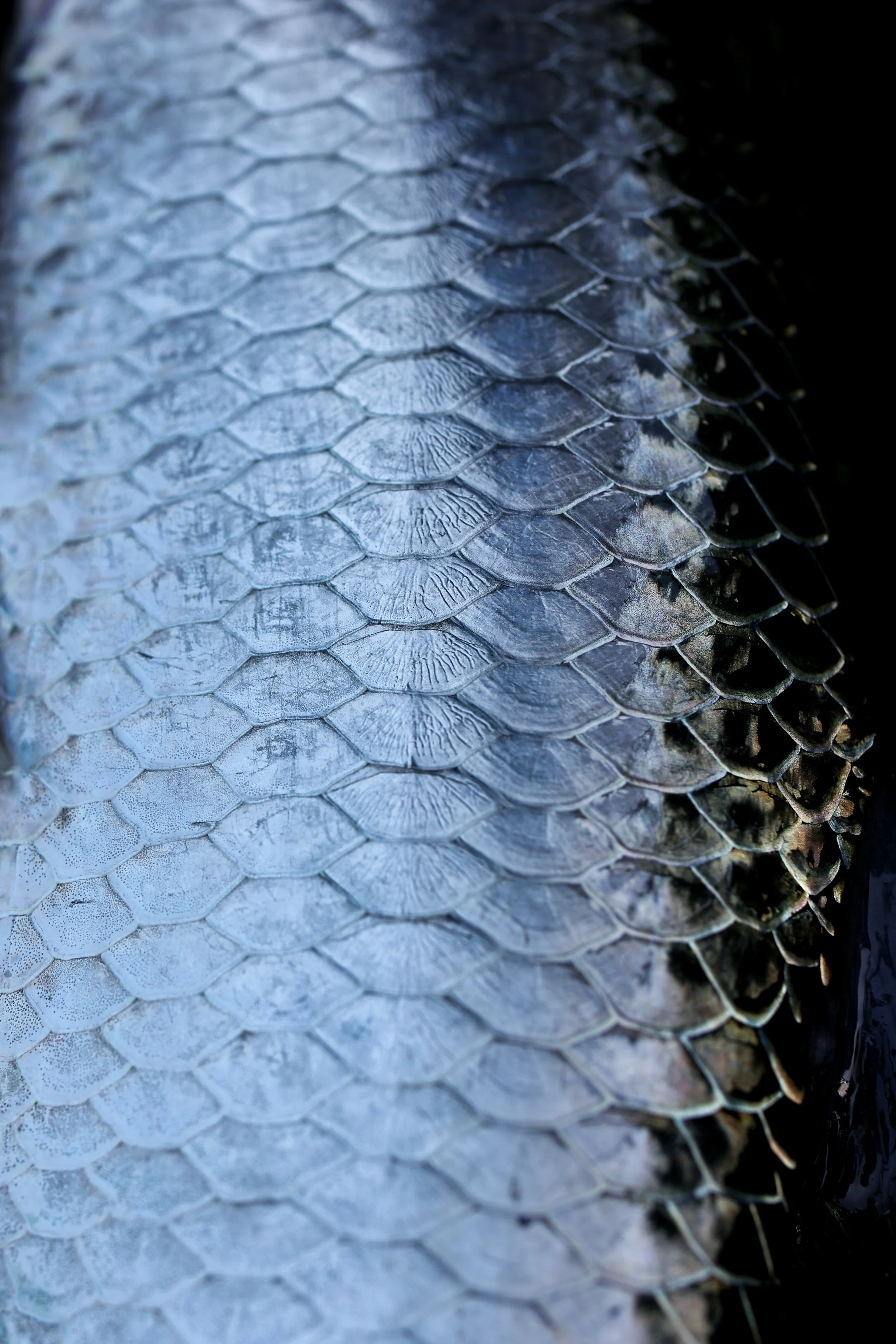 tarpon sides verticle_.jpg