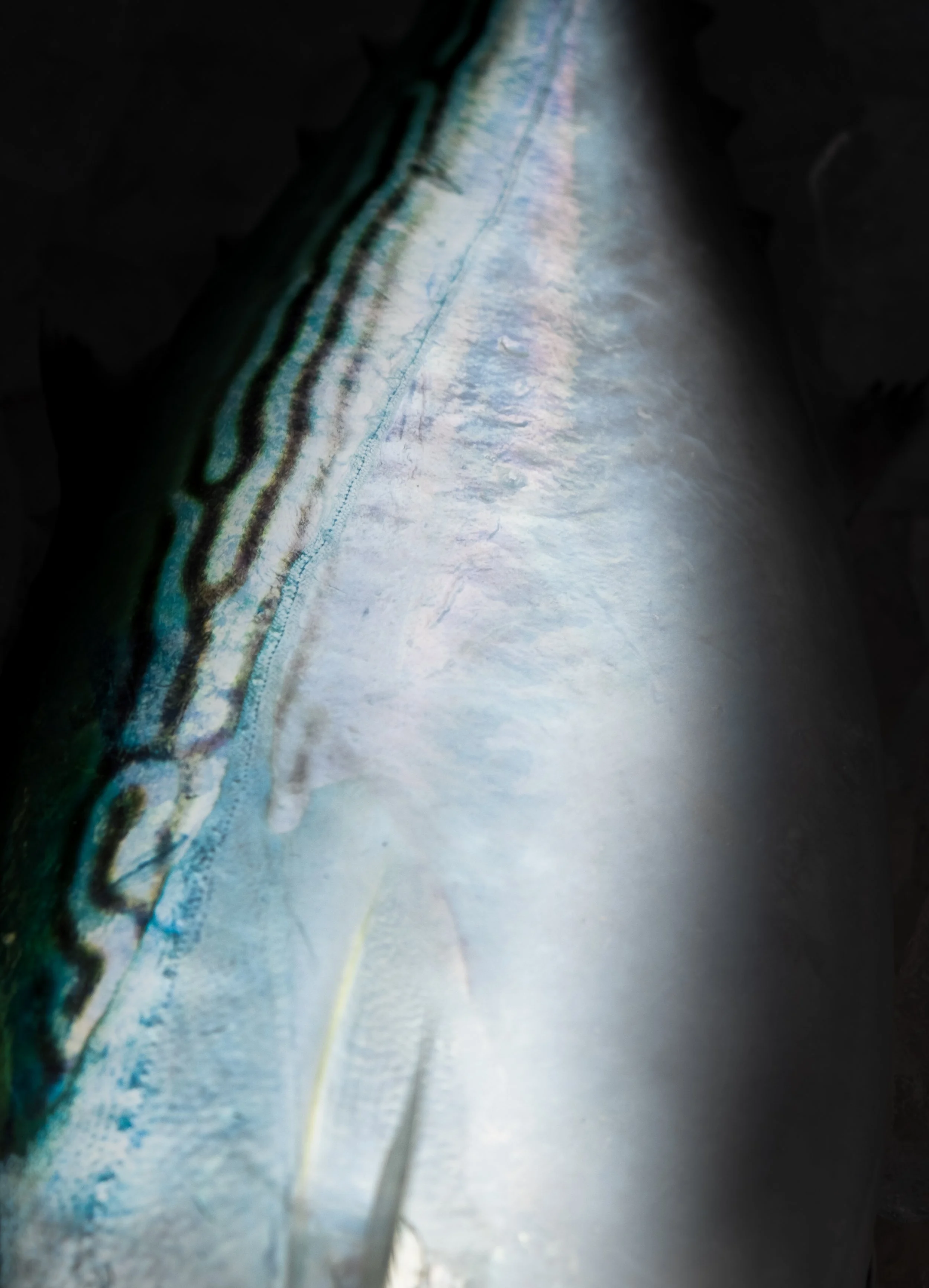 albacore.jpg