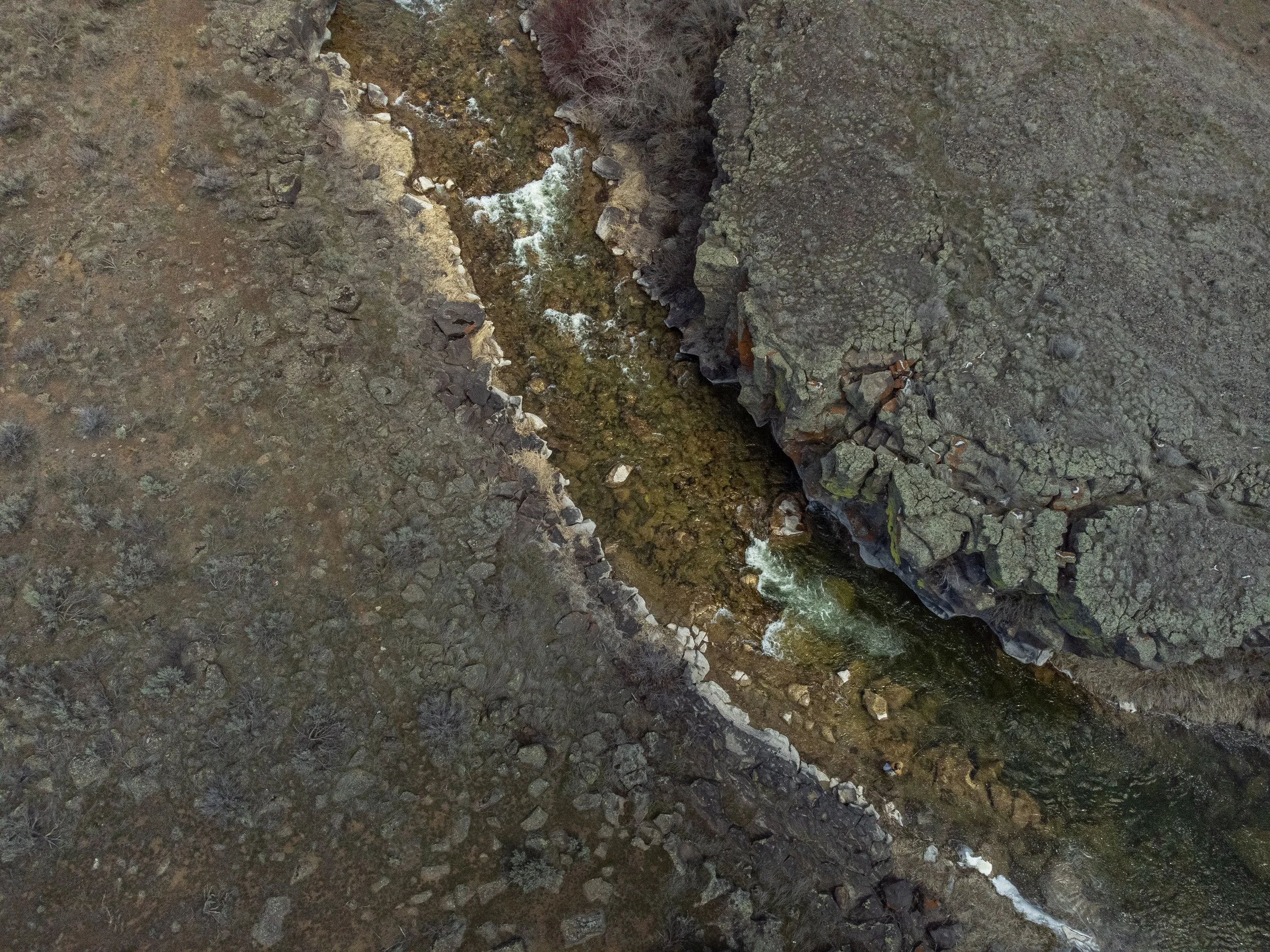 Bear Tracks Lewis_.jpg