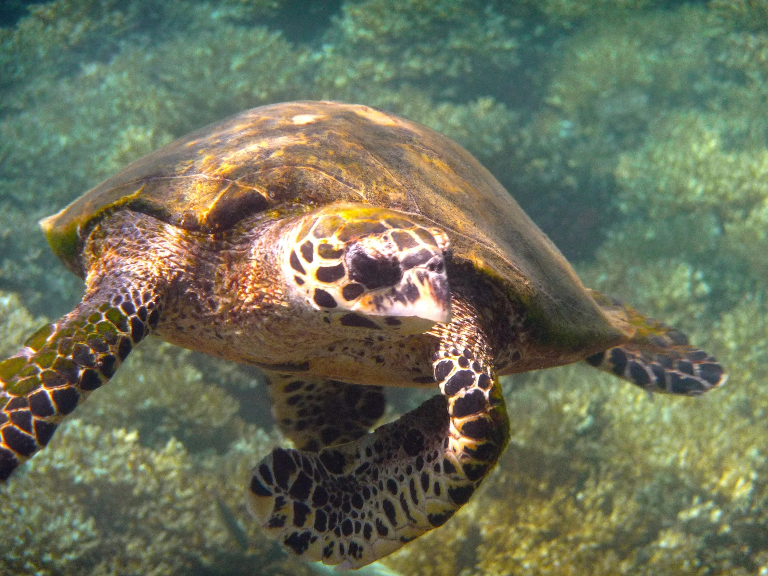 Coiba Tours Panama, Sea Turtle