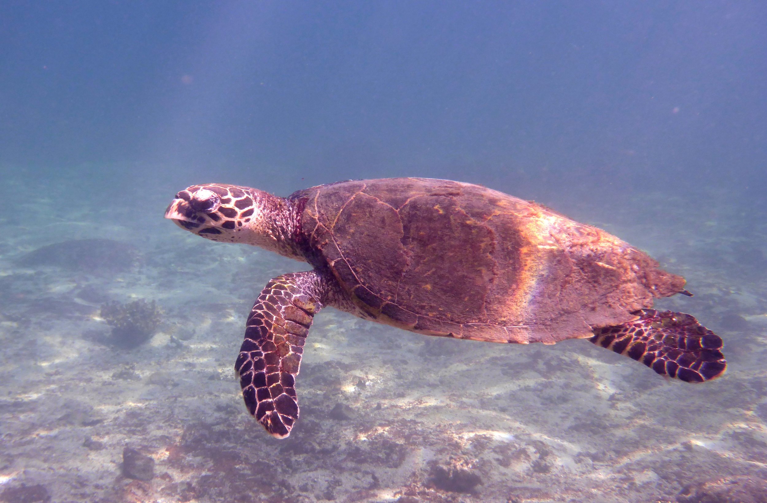 Coiba Hawksbill Turtle 1.jpg