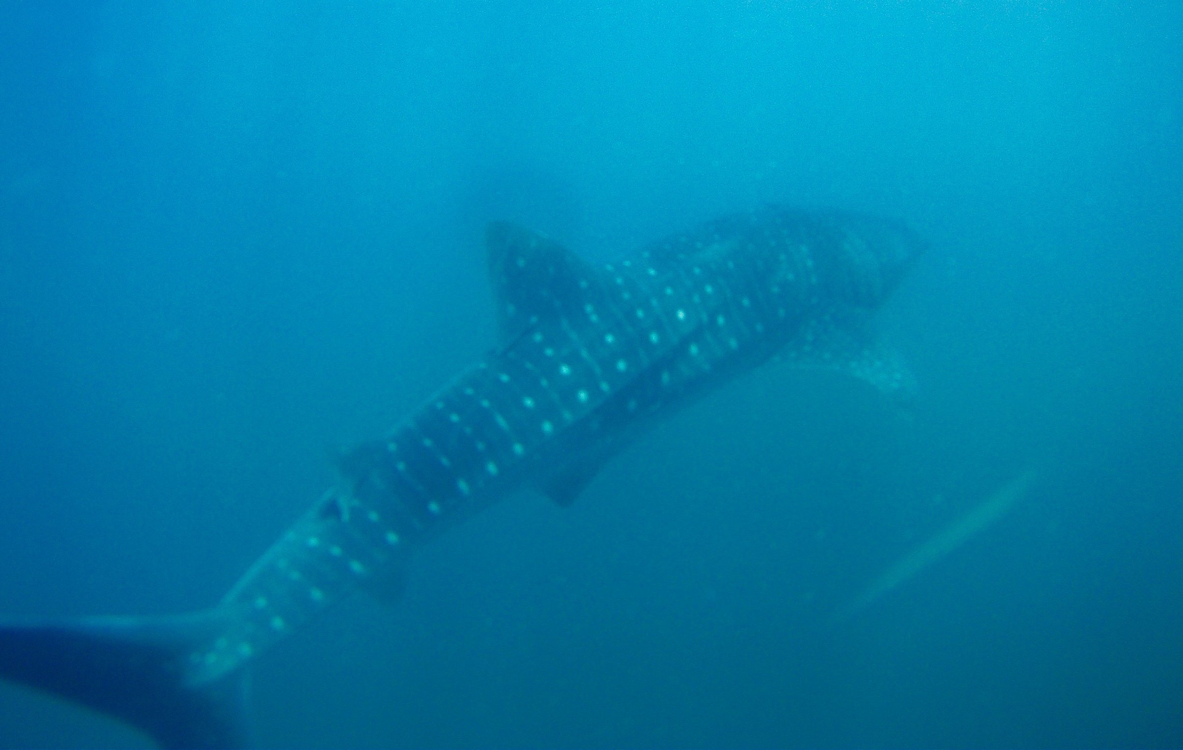  Whaleshark 