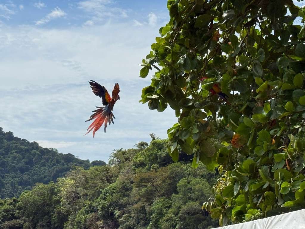 Scarlet Macaw on Coiba