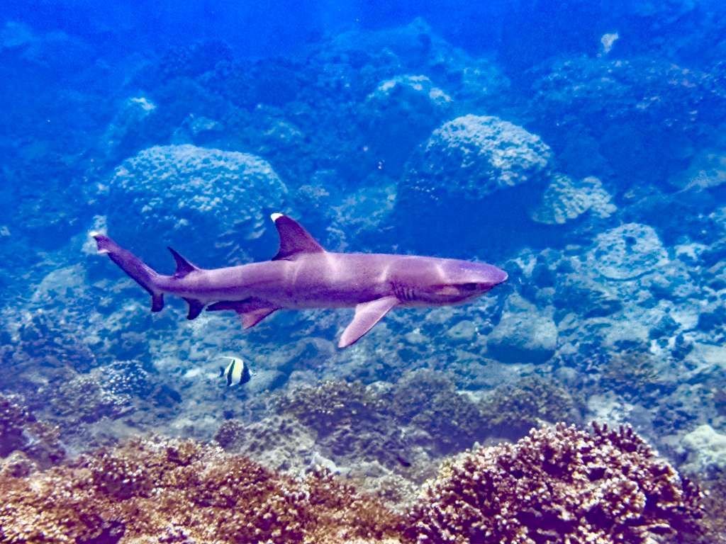 White Tip Reef Shark