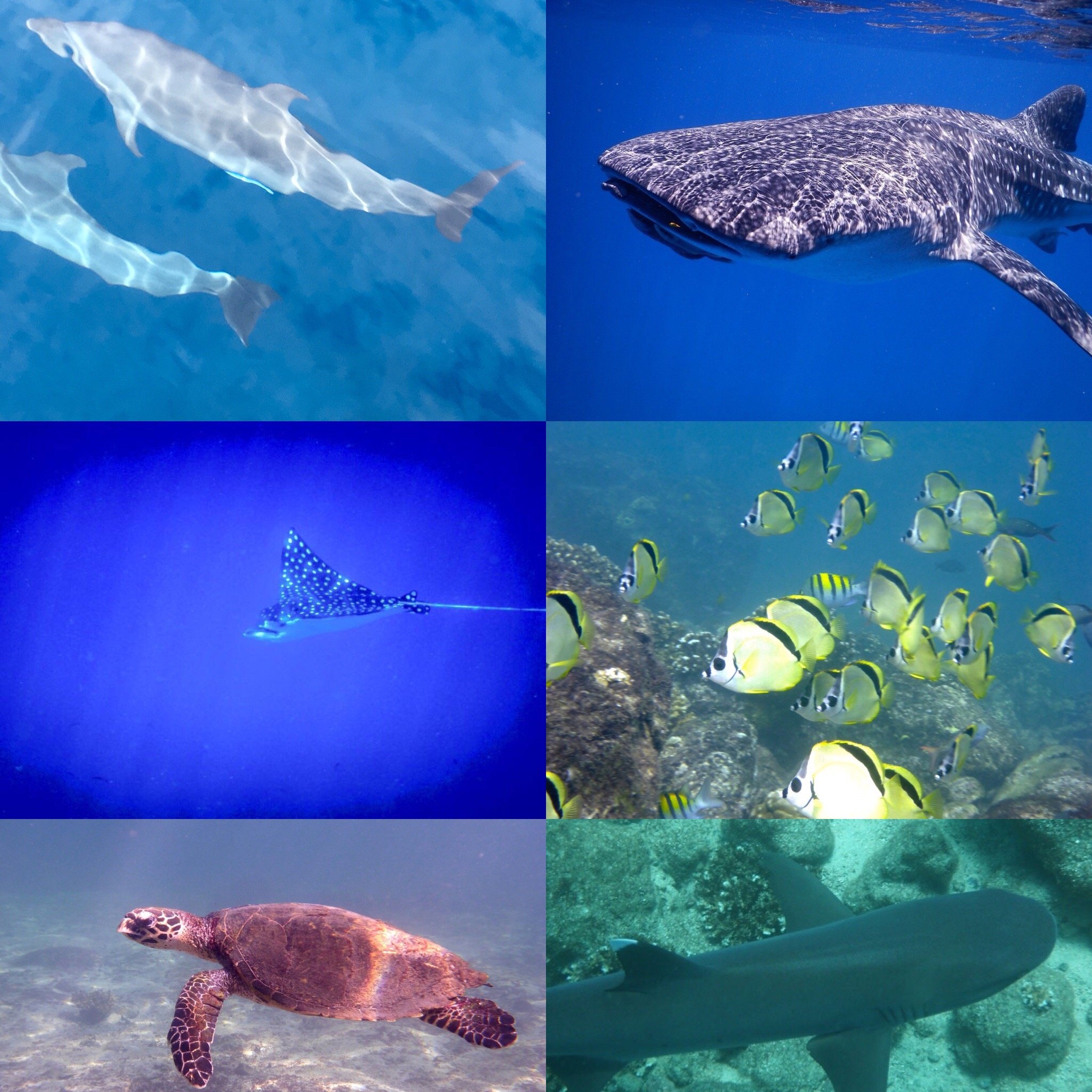 Coiba Wildlife