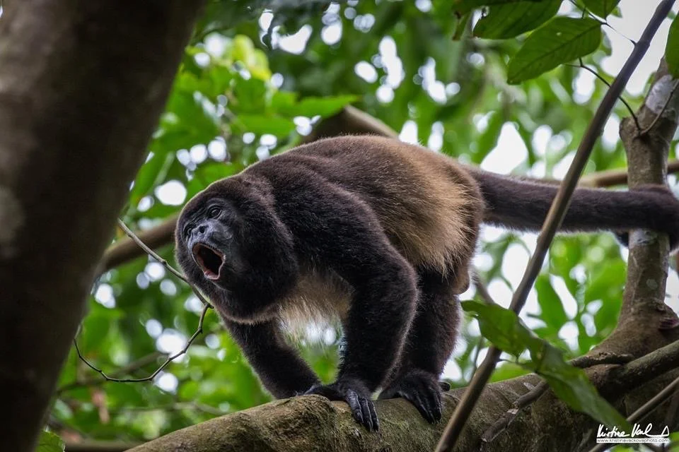 Coiba Howler Monkey.jpg