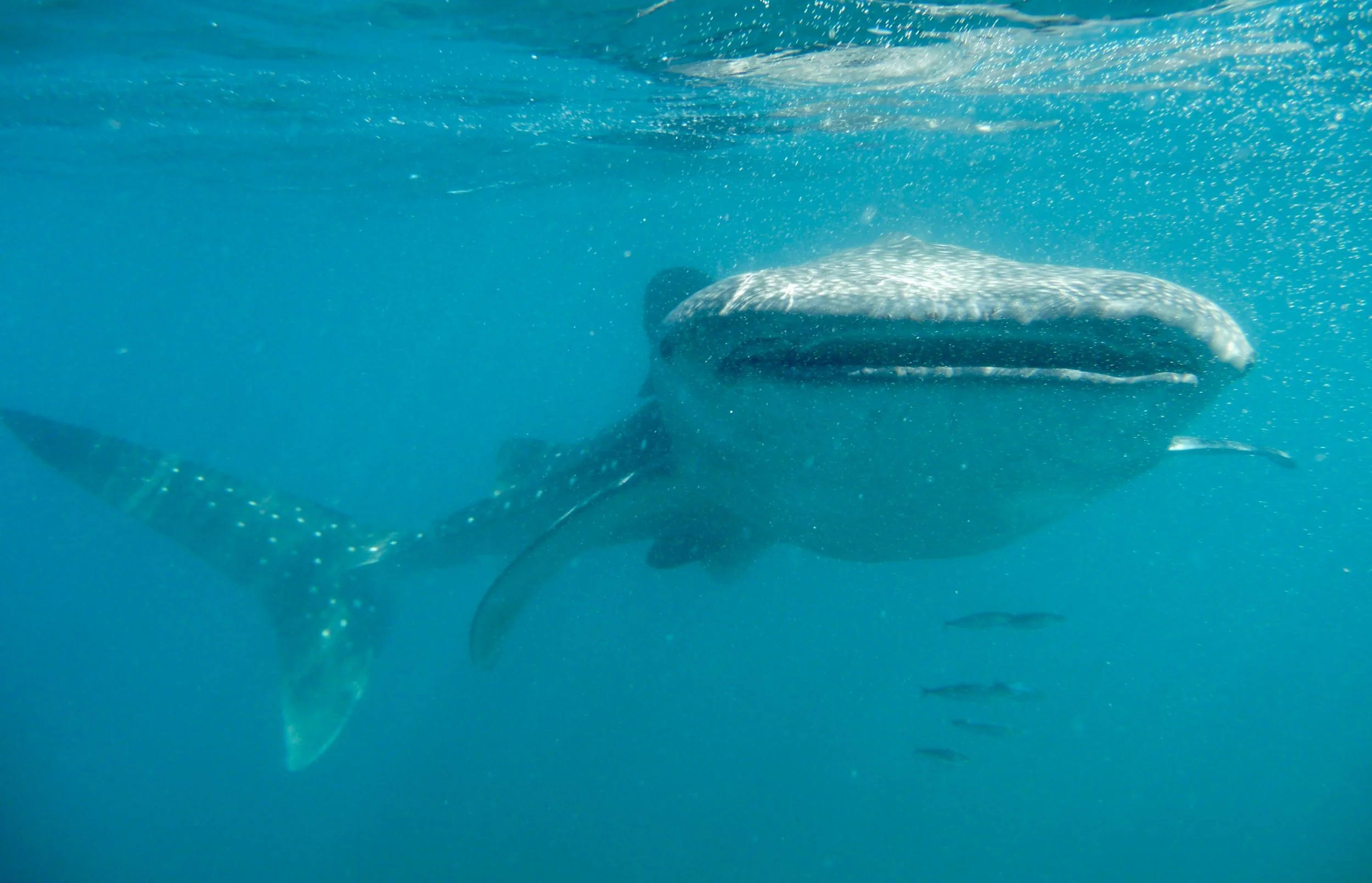 Coiba Whale Shark.JPG