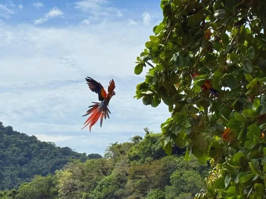 Coiba Scarlet Macaw