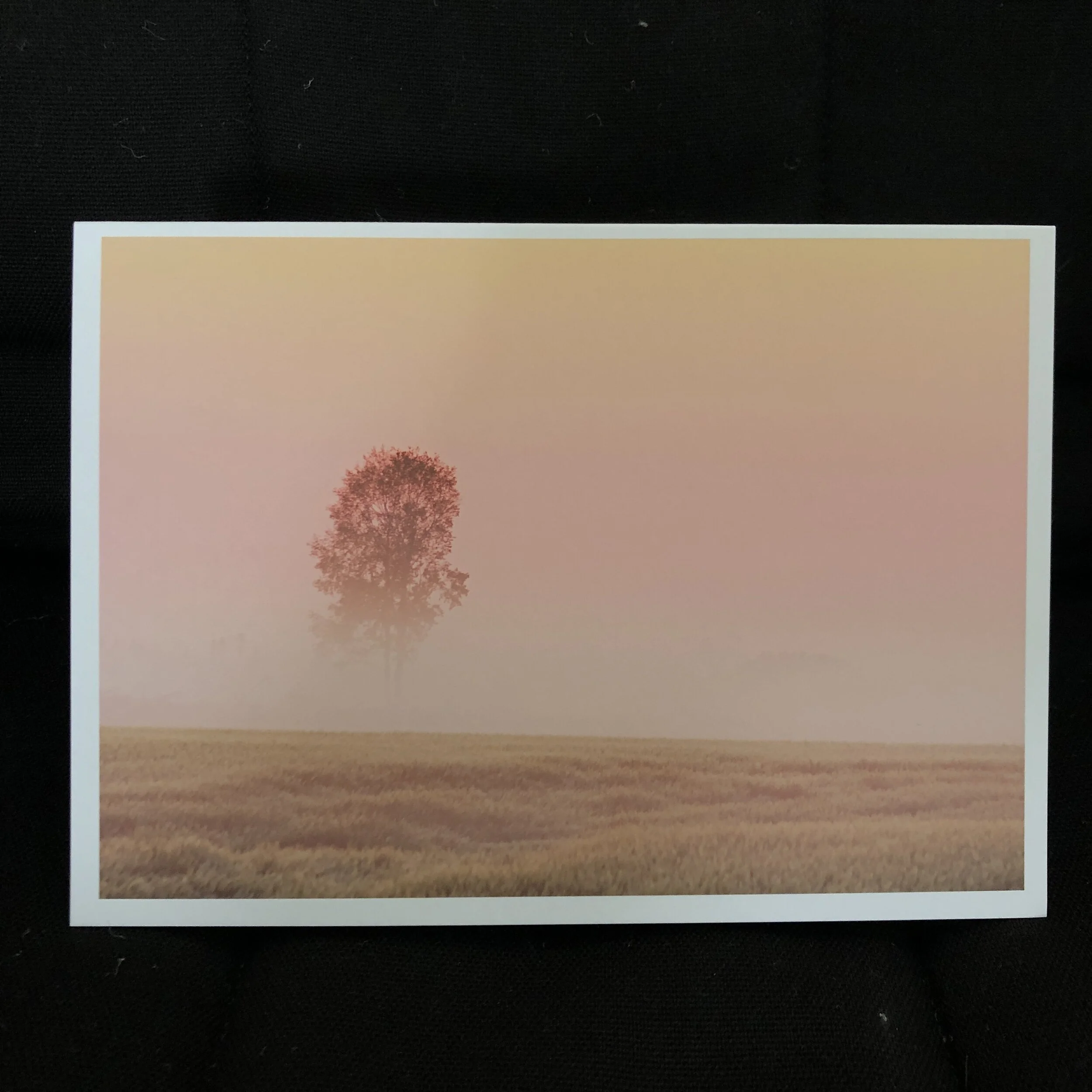 Slate River Valley Tree.JPG