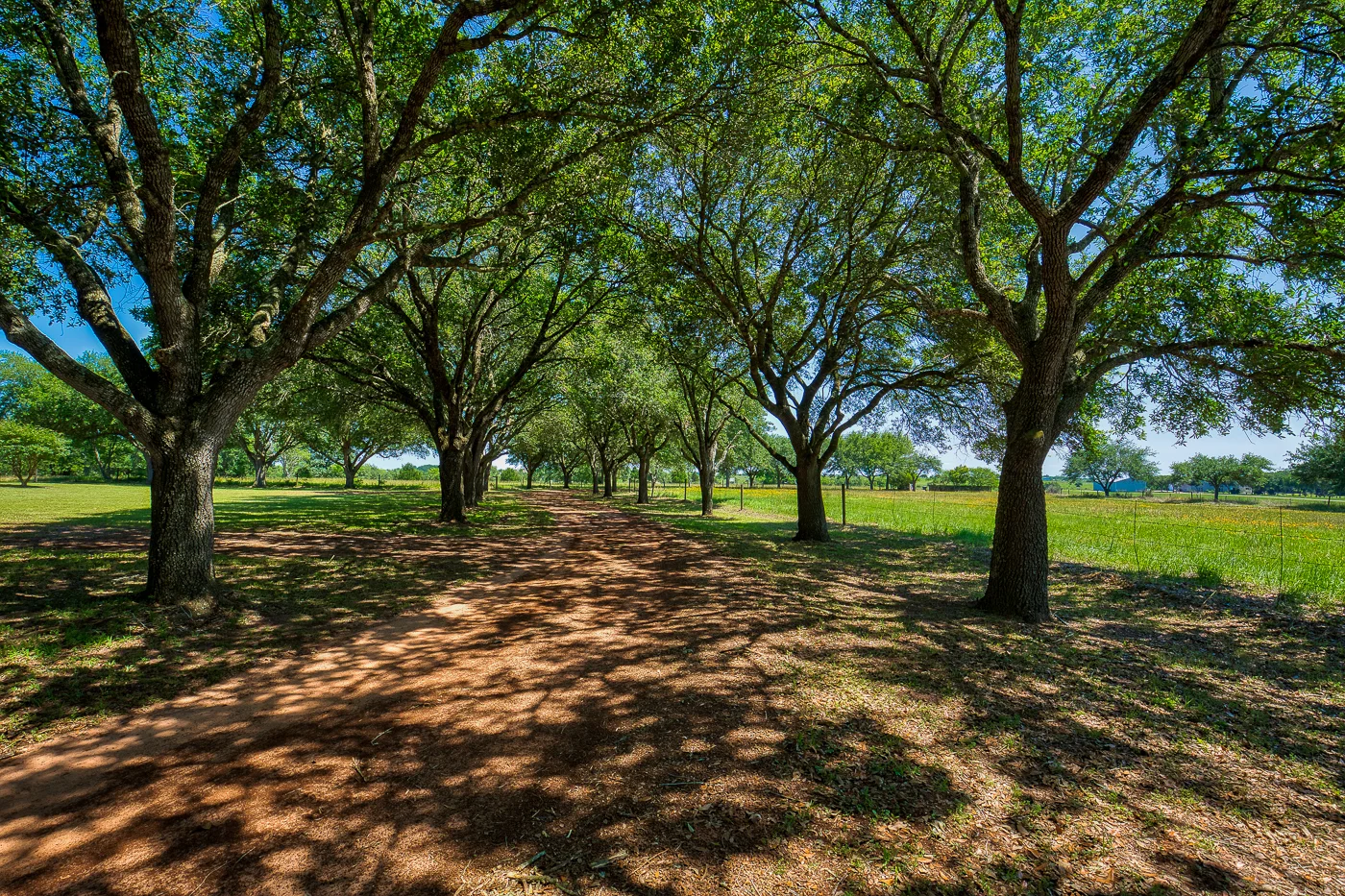 Bevers-MattMontgomery-8618 Hilbolt Rd - Cat Spring__D3_4508-EXT-TreeDrive.jpg