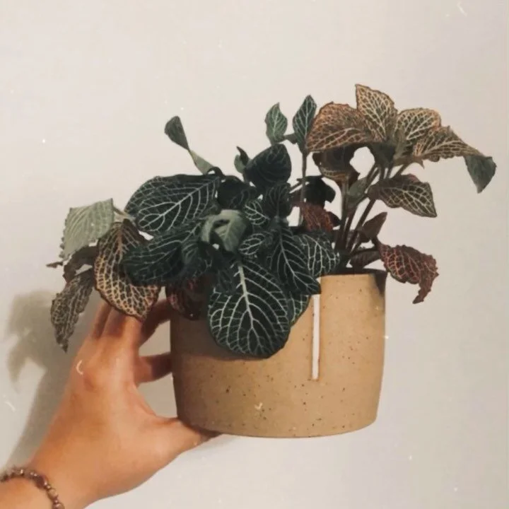 My new favorite plant is my nerve plant, also known as the drama queen, because hello 💁‍♀️
She was droopy, so I watered her because she told me she was thirsty (because the droop) and not even an hour and a half later she perked back up. Anyone