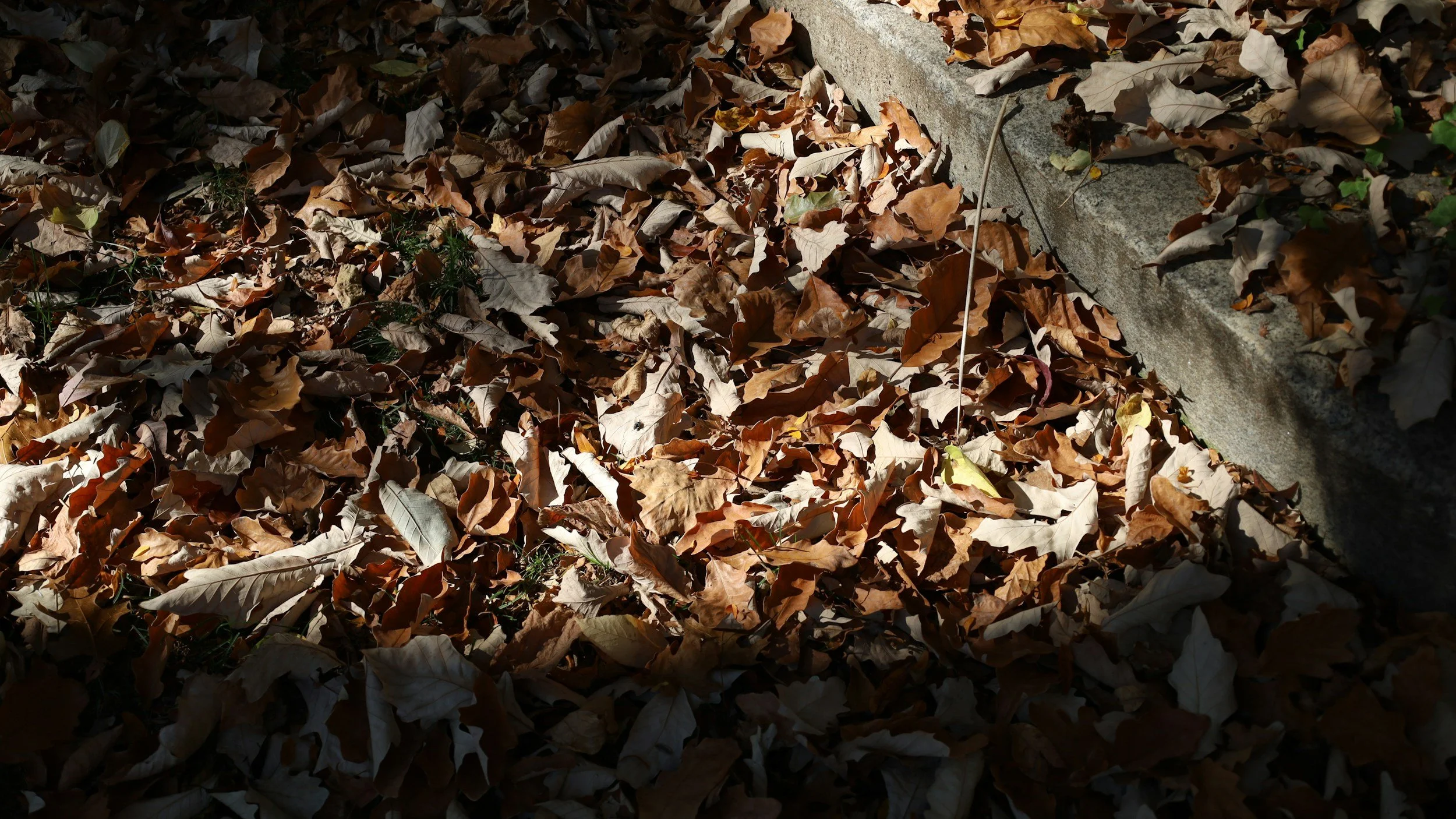 Dead leaves on the street