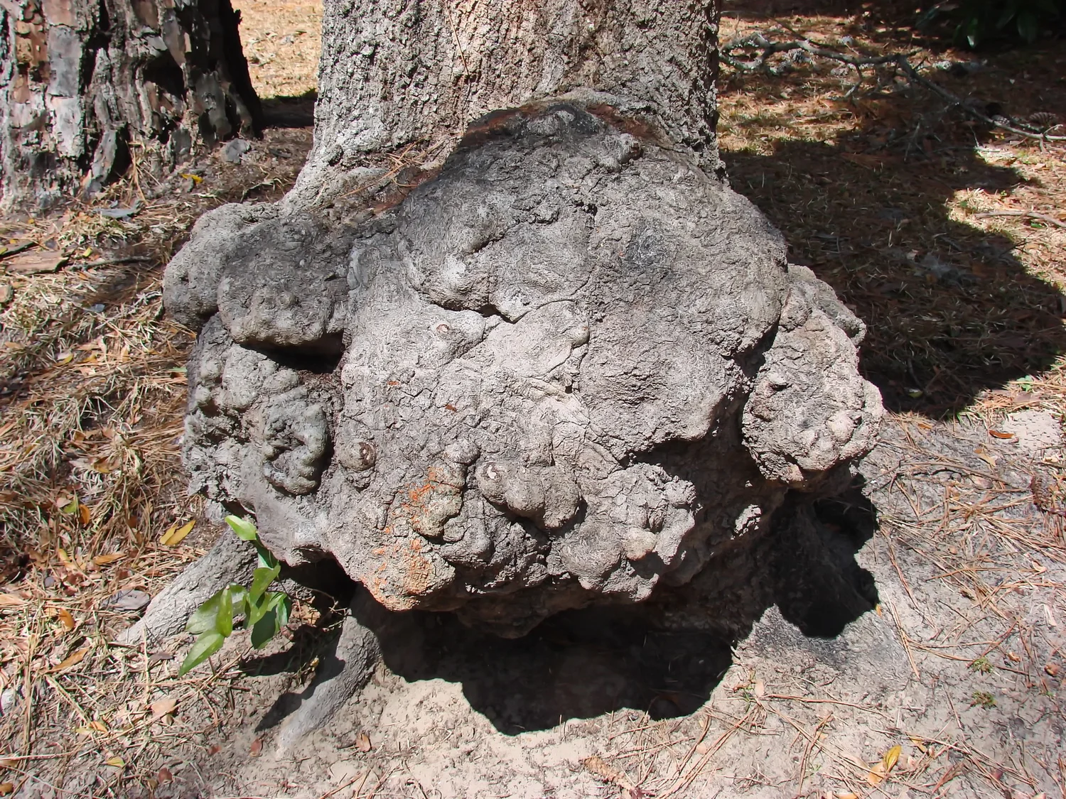Preservation Tree Art — Image Gallery