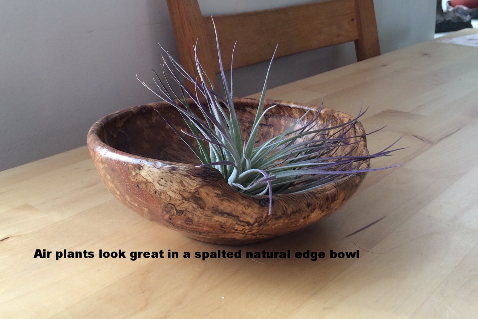 Kate's air plant crop and resize.jpg