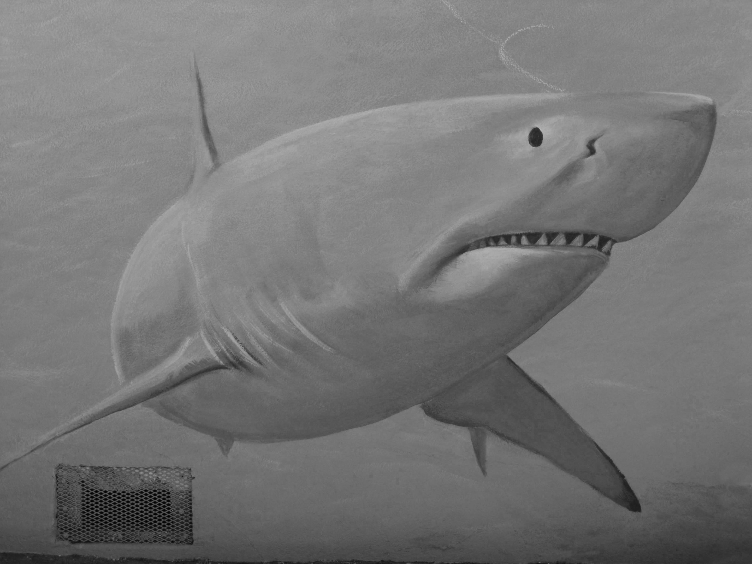 shark BW.jpg