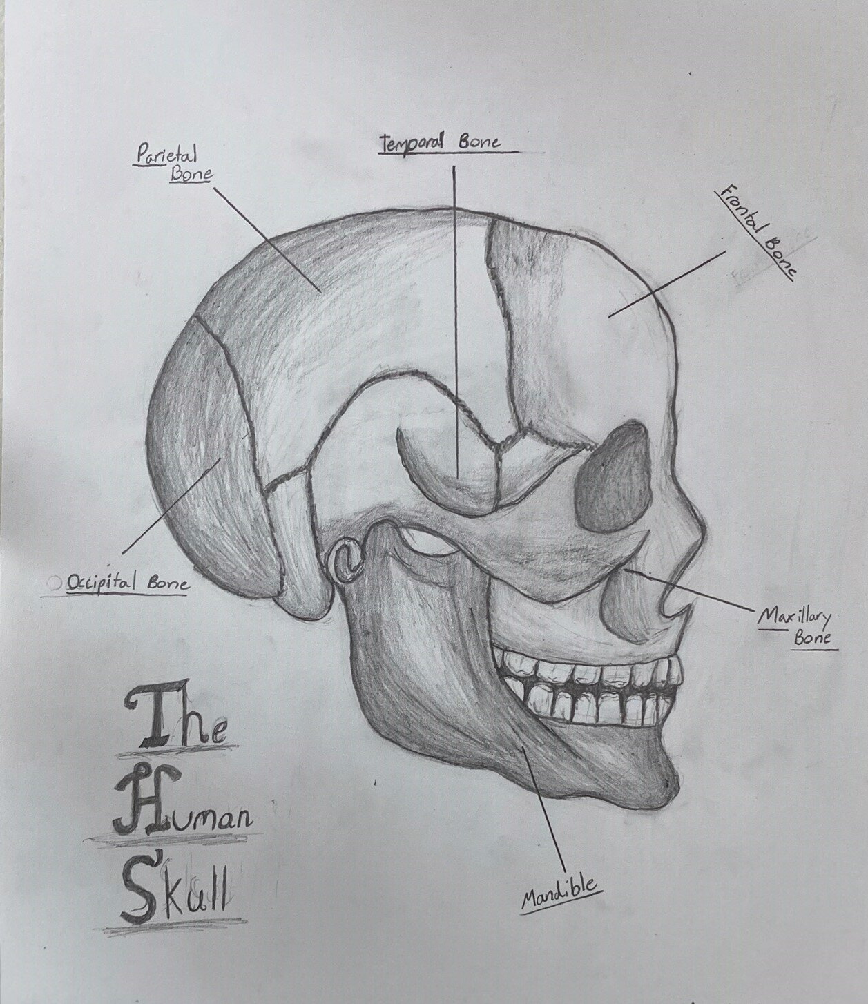 skull.jpeg