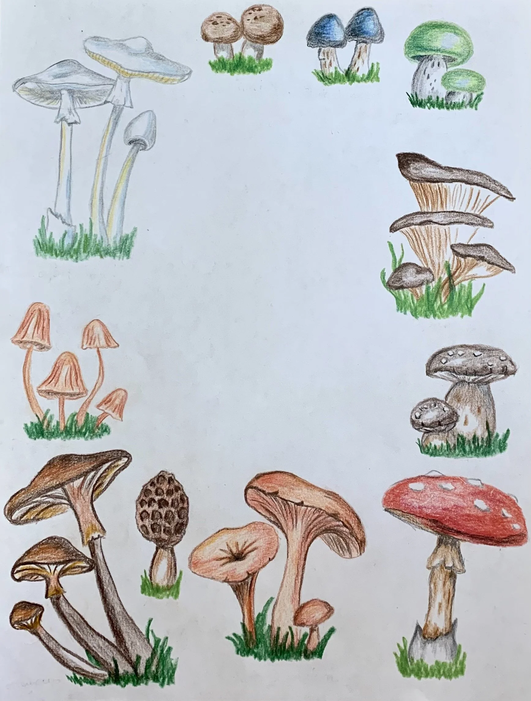 MushroomDrawing.JPG