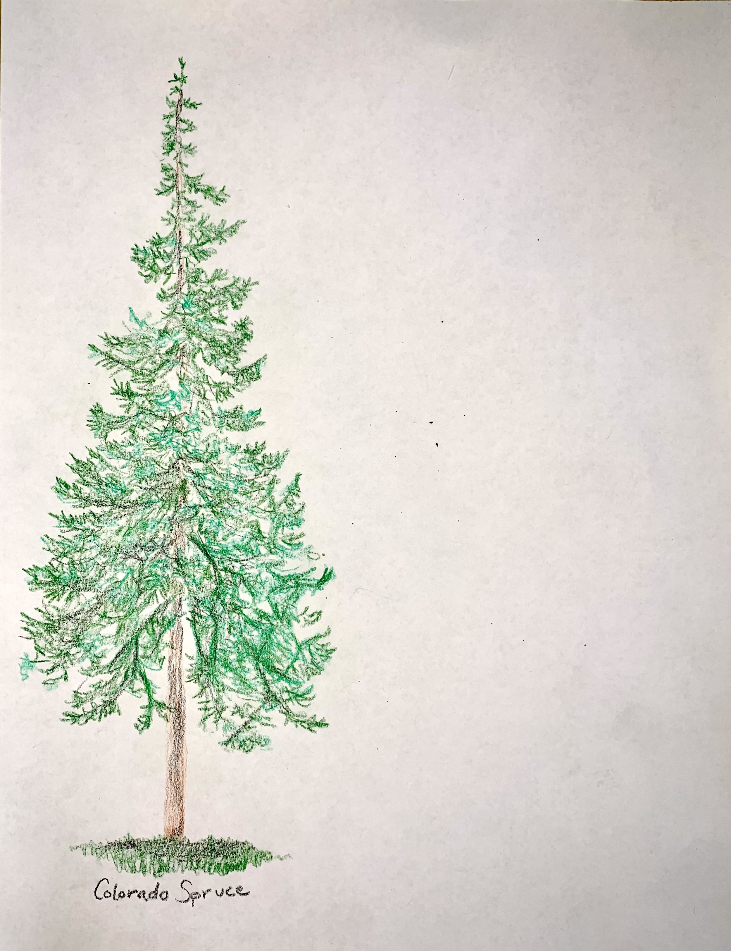ConiferDrawing.JPG