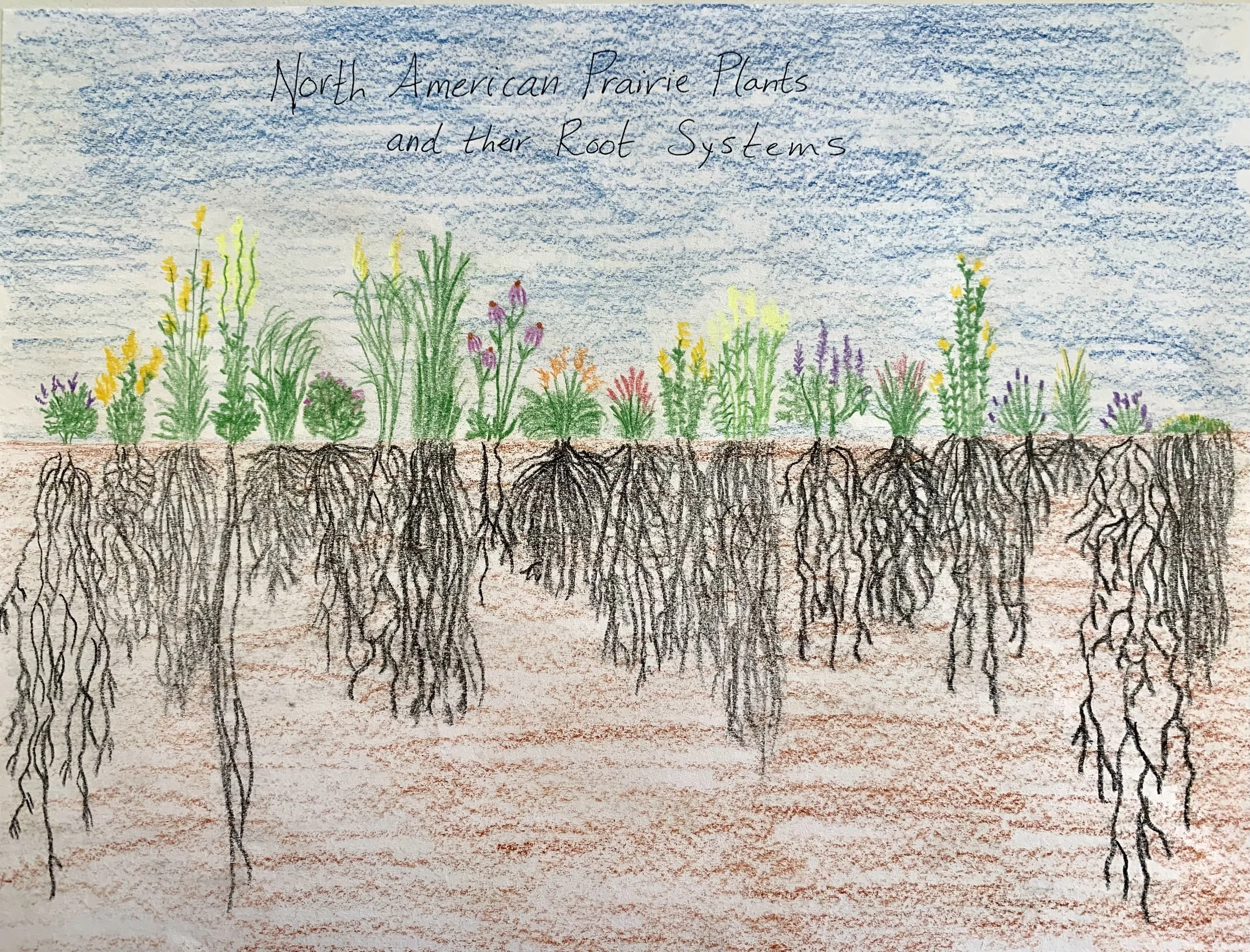 Prairie Plants and their Root Systems.jpg