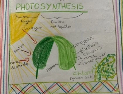 Beatrice Cleary Photosynthesis.jpg