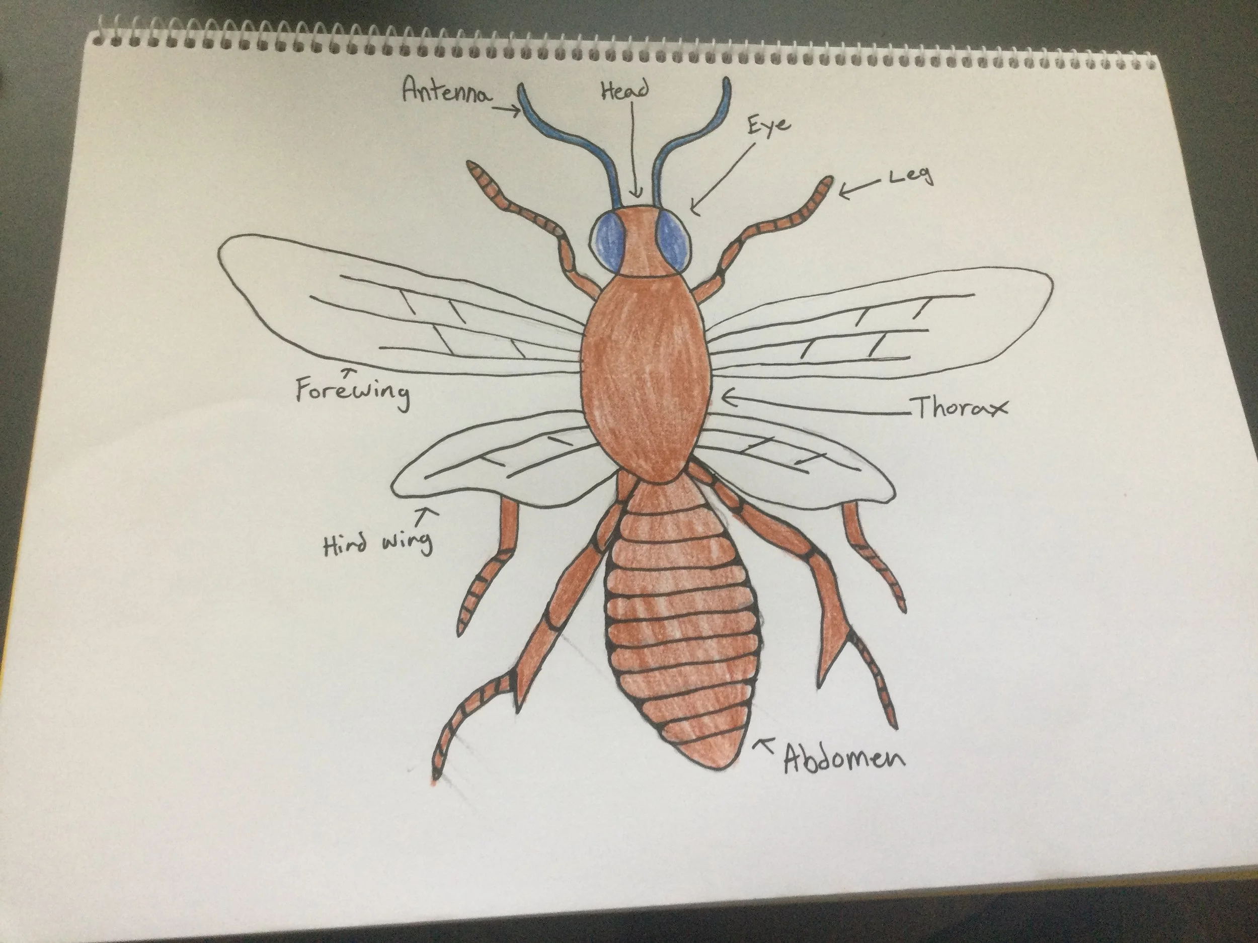 Anatomy of insect Adeline Fogg.JPG
