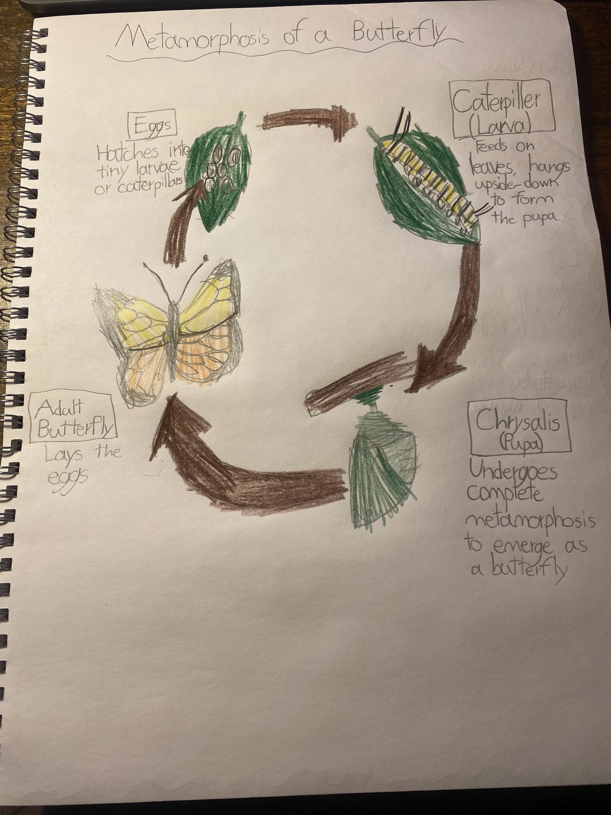 Butterfly_metamorphosis_Ruth_Smeltzer.jpg