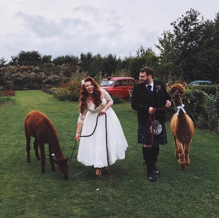 alpacas.jpg