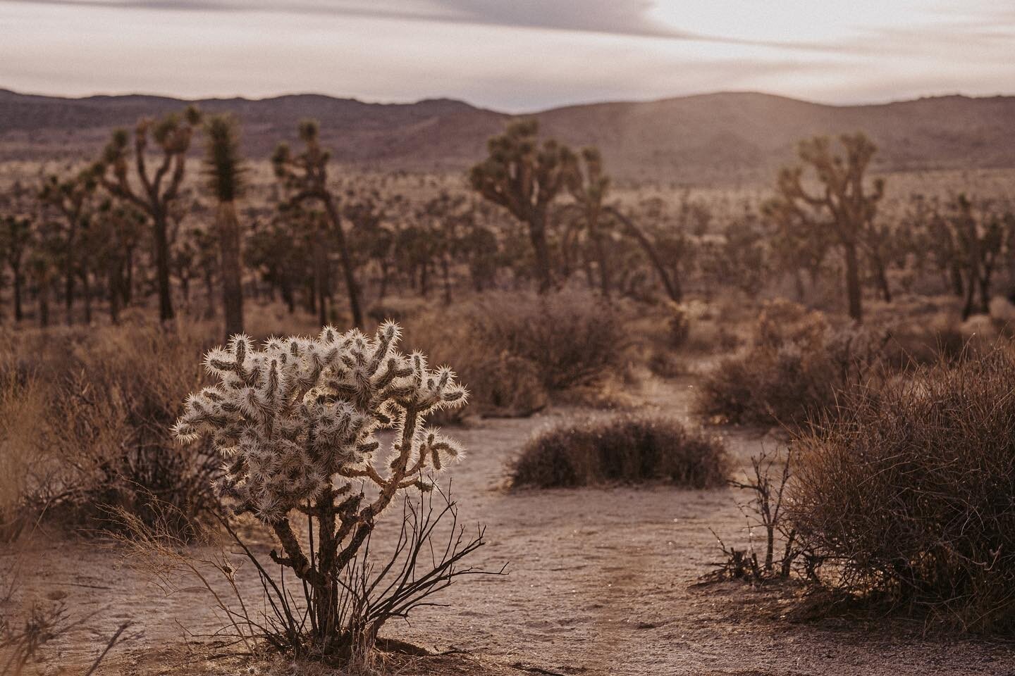 The months leading up to @thephotorehab I had my work computer&rsquo;s desktop photo as a picture of Joshua Tree so I could look at it whenever work was stressing me out too much. I kept it as a reminder that things were going to get better. And thin