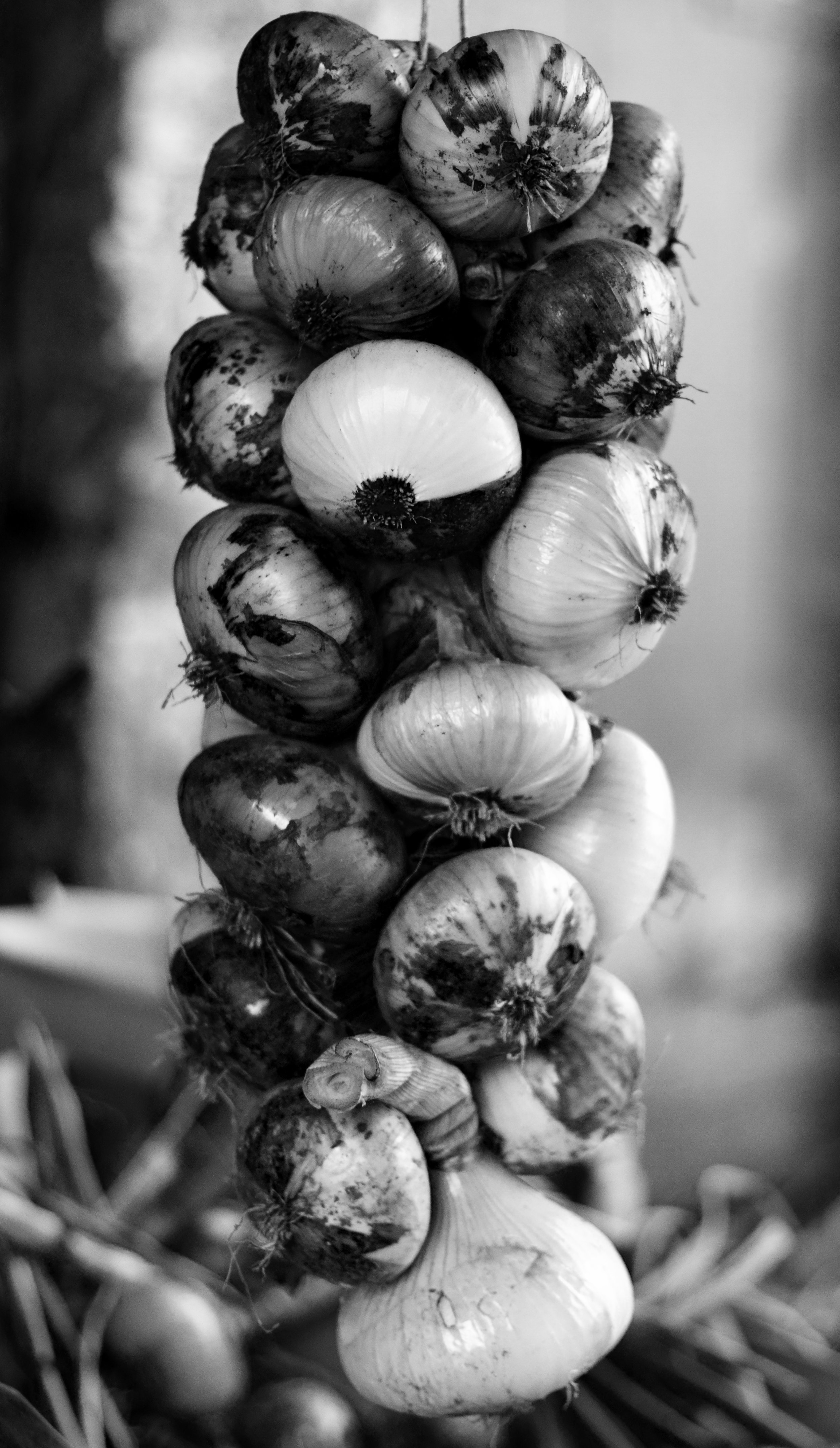 IMG_4758 onions.jpg