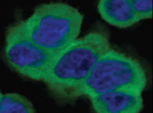 Discovery of Novel Microtubule inhibitors