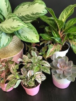 Plantstyle2.jpg