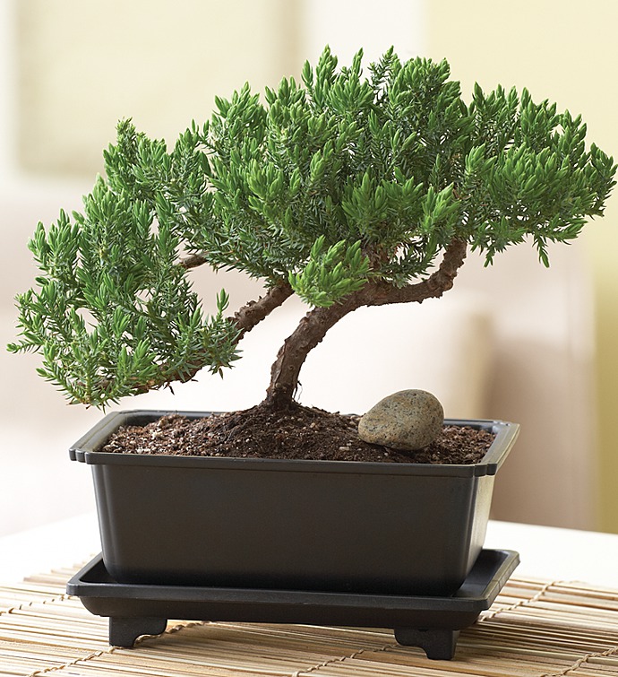juniper.jpg