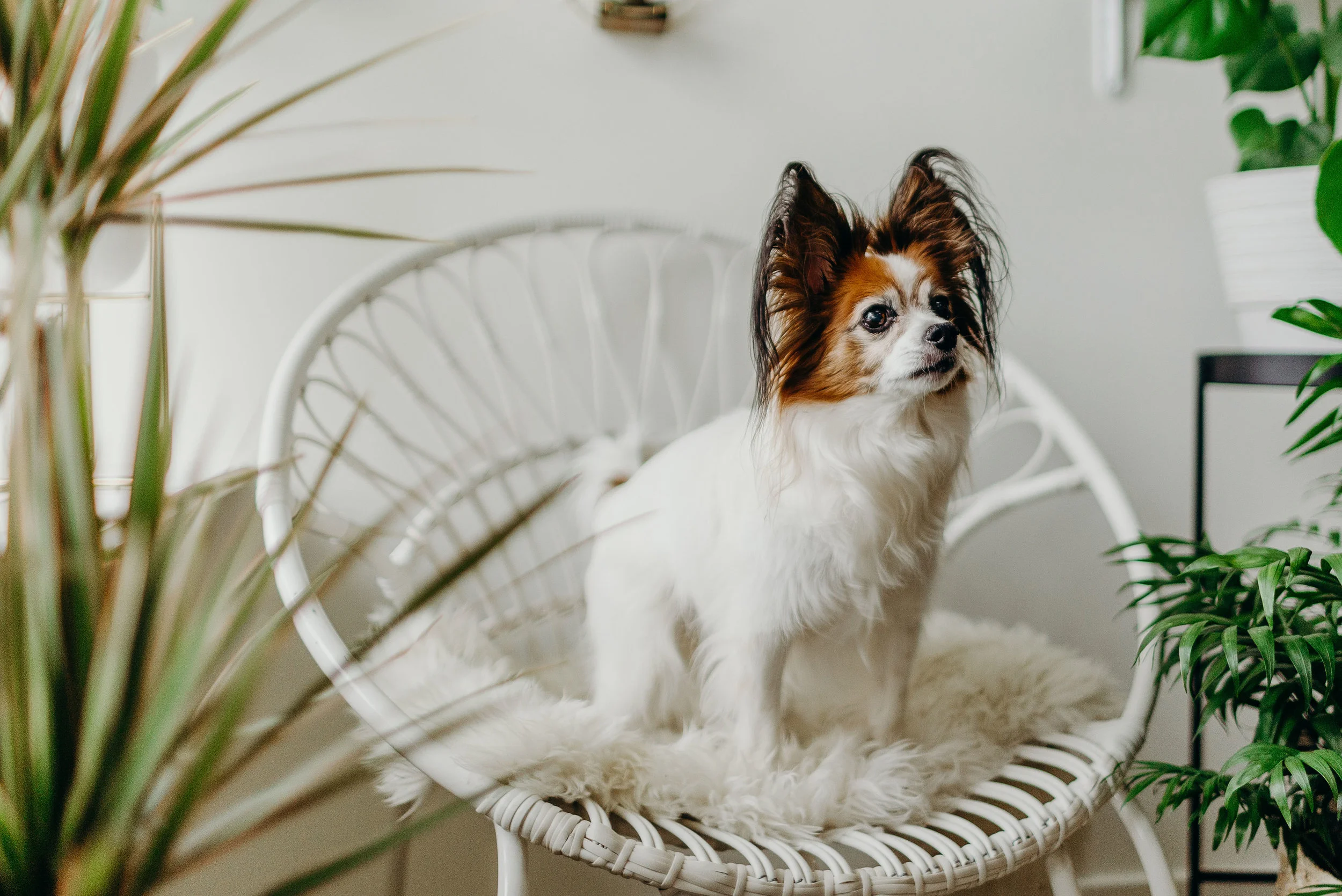 PupsandPlants2019-90.jpg